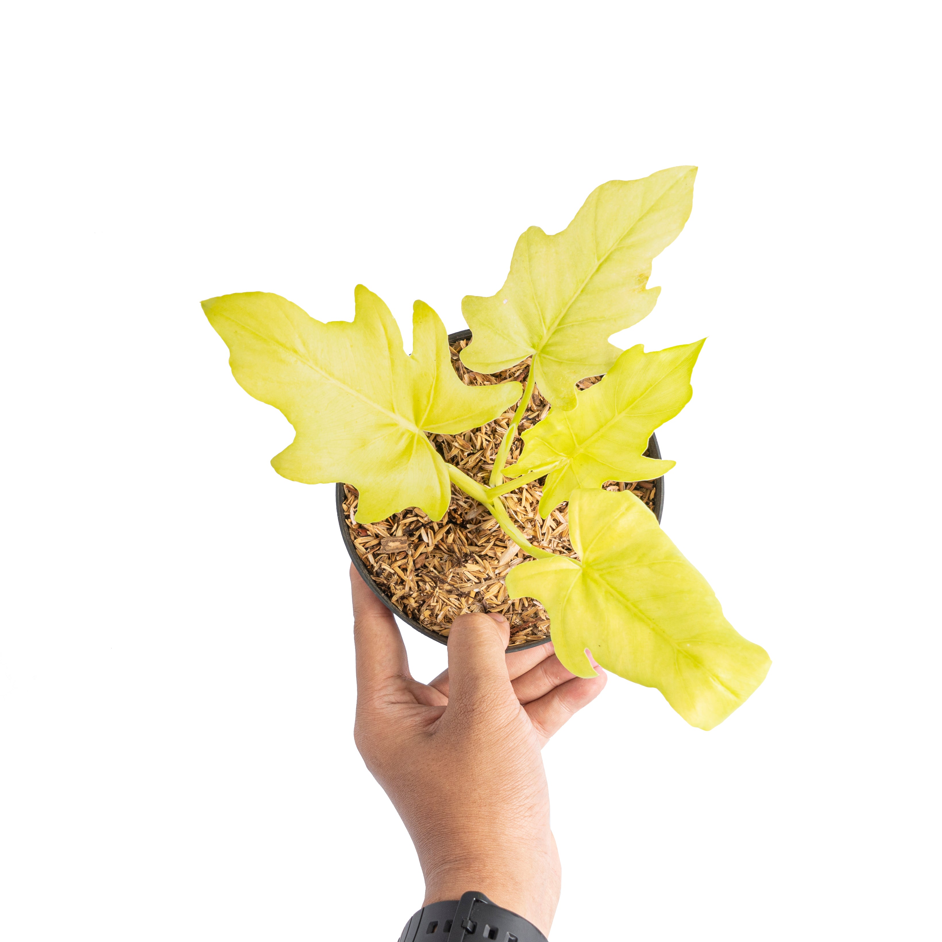Philodendron warscewiczii aurea flavum