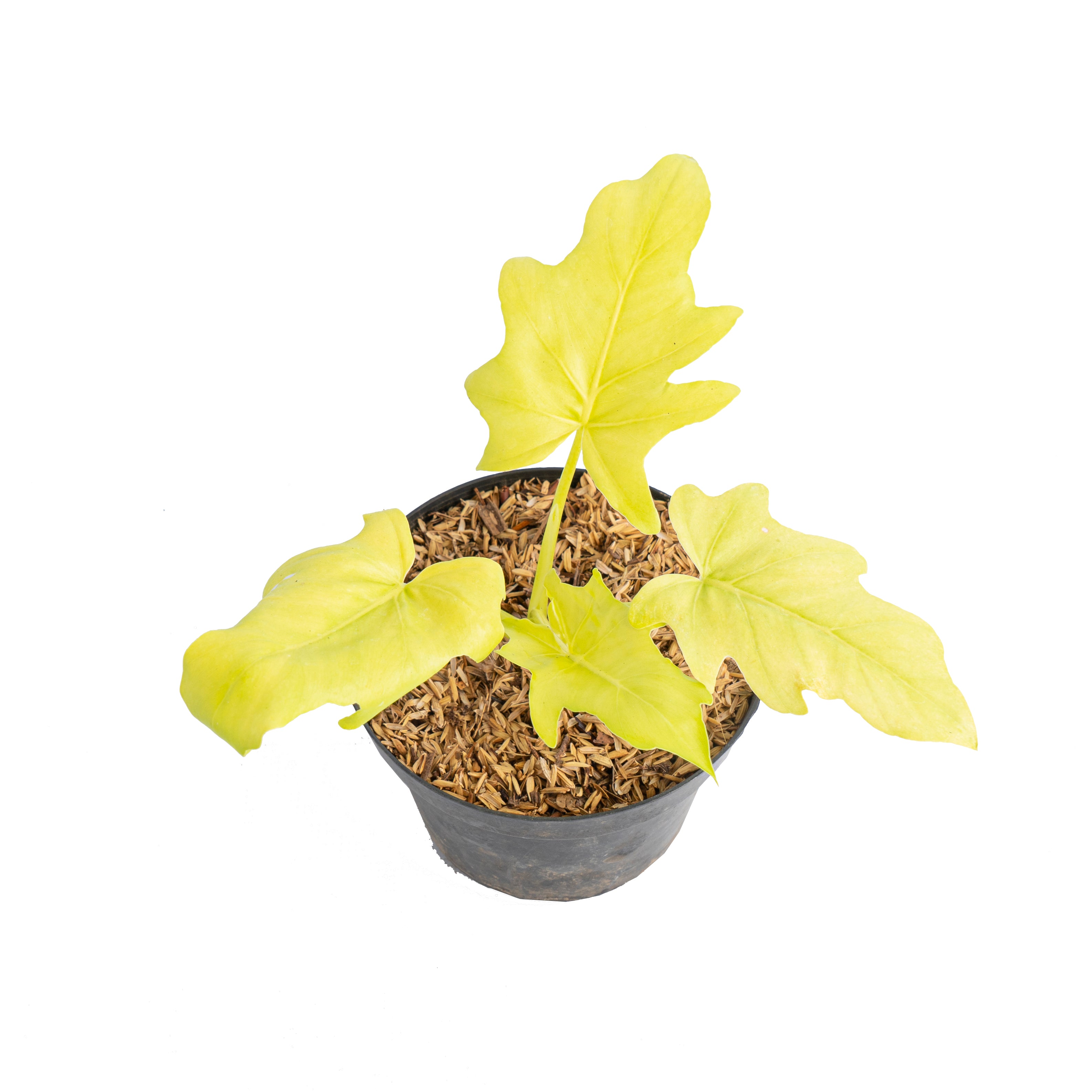 Philodendron warscewiczii aurea flavum