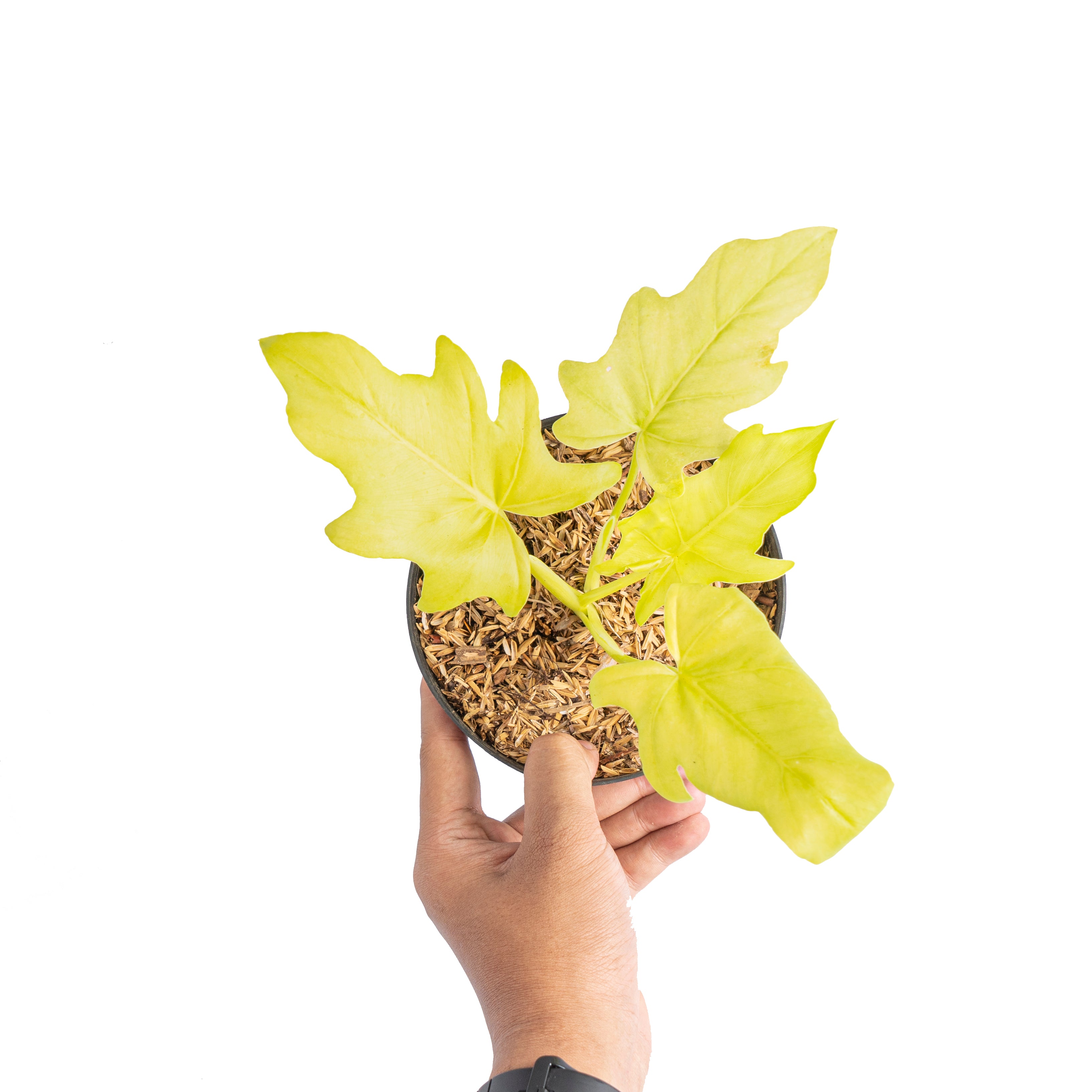 Philodendron warscewiczii aurea flavum