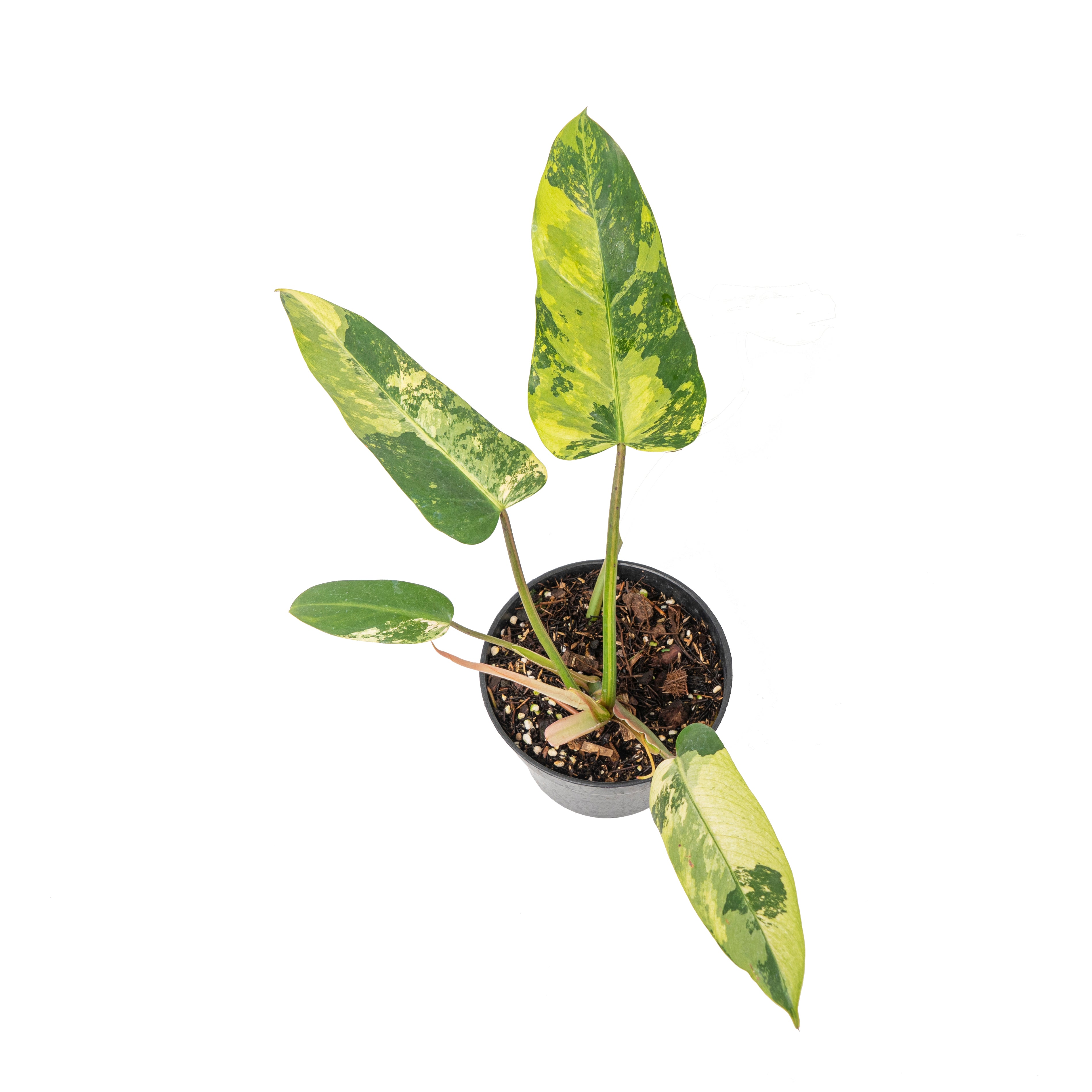 Philodendron whipple way variegated