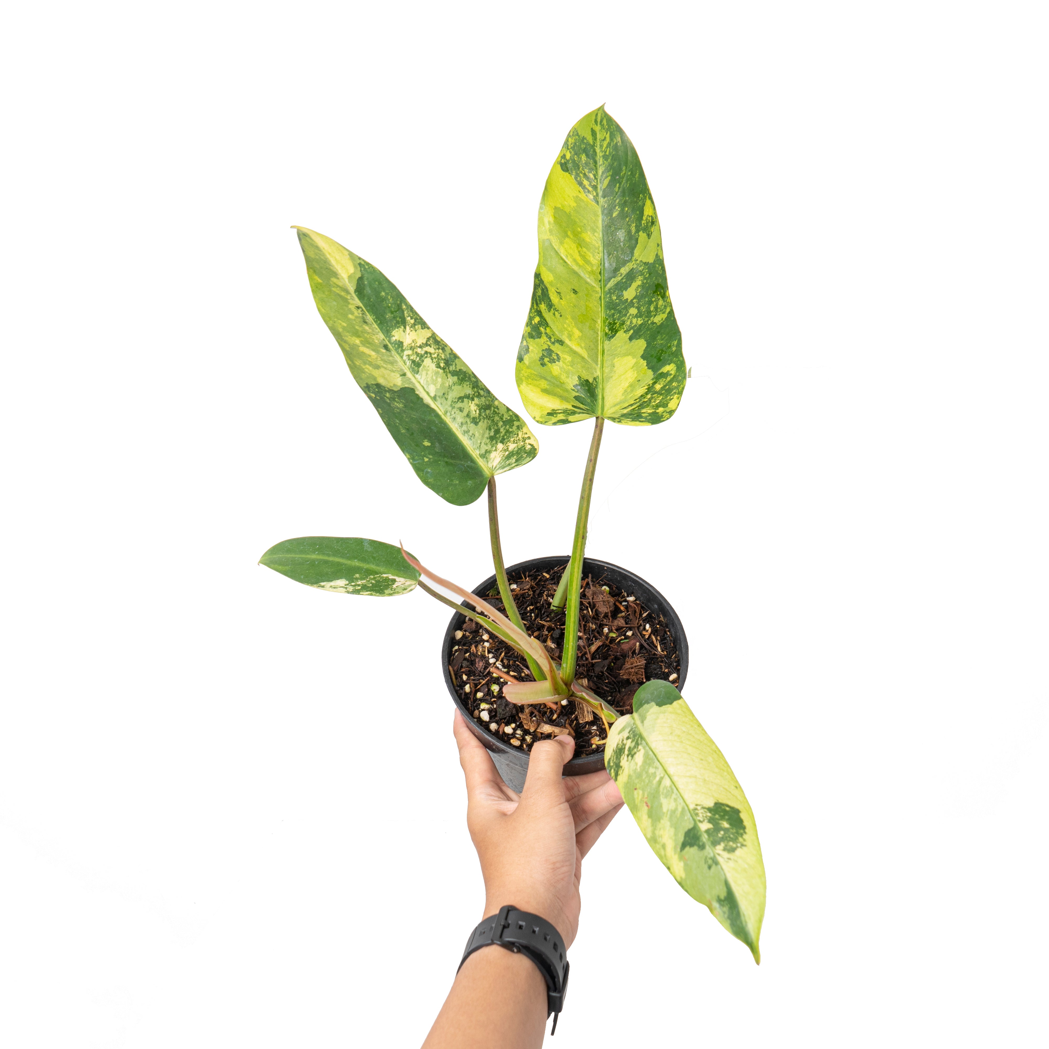 Philodendron whipple way variegated