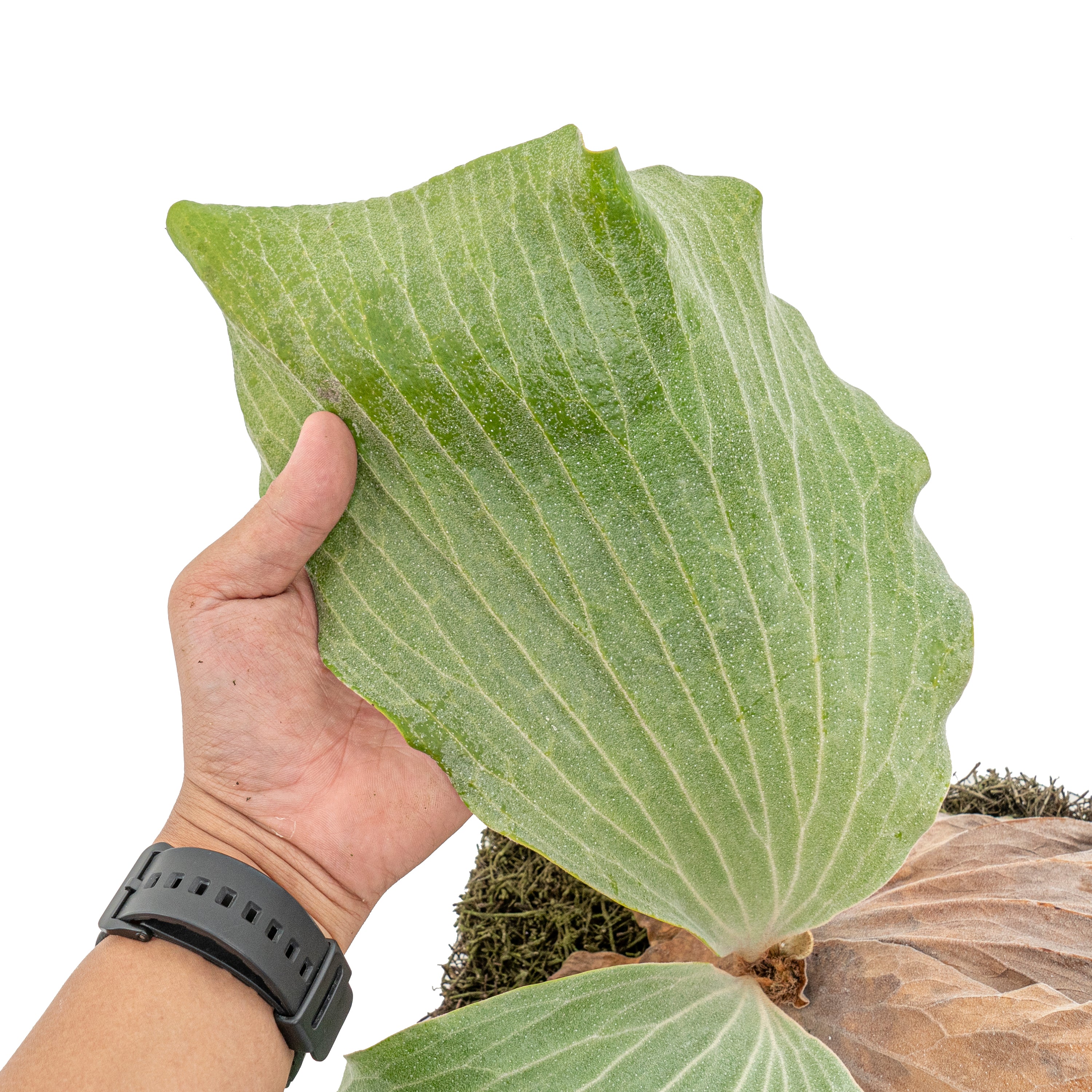 Platycerium elephantotis