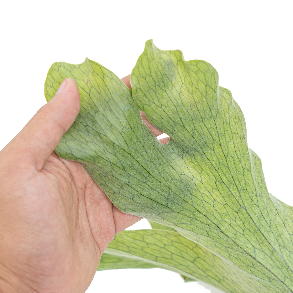 Platycerium wandae