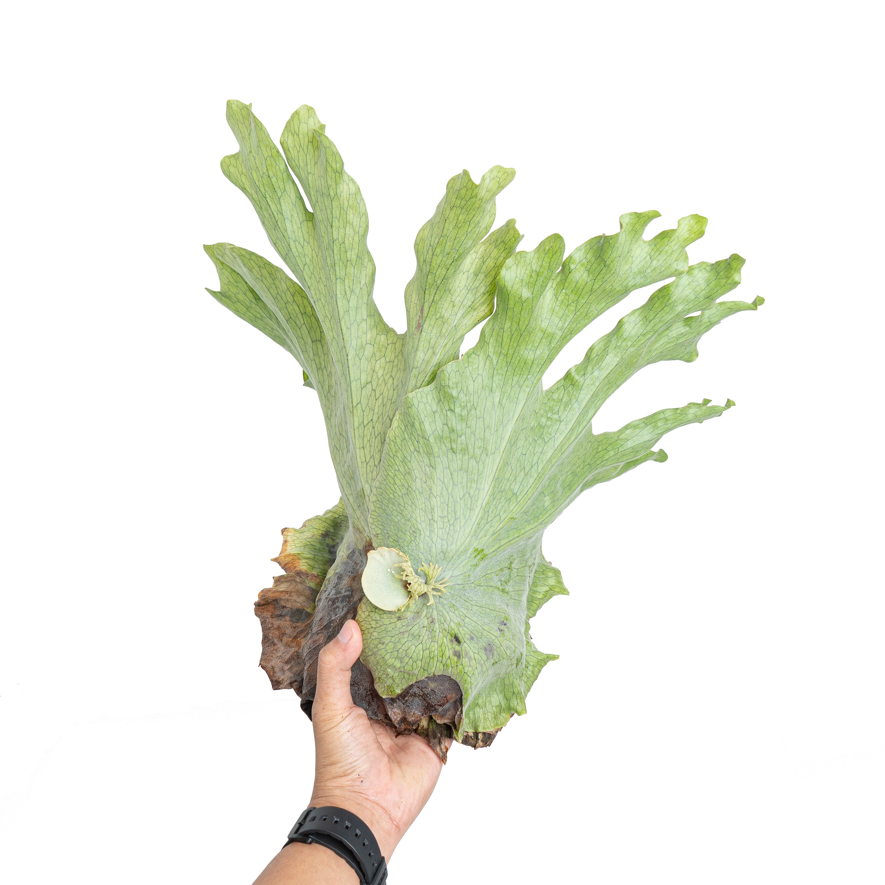 Platycerium wandae