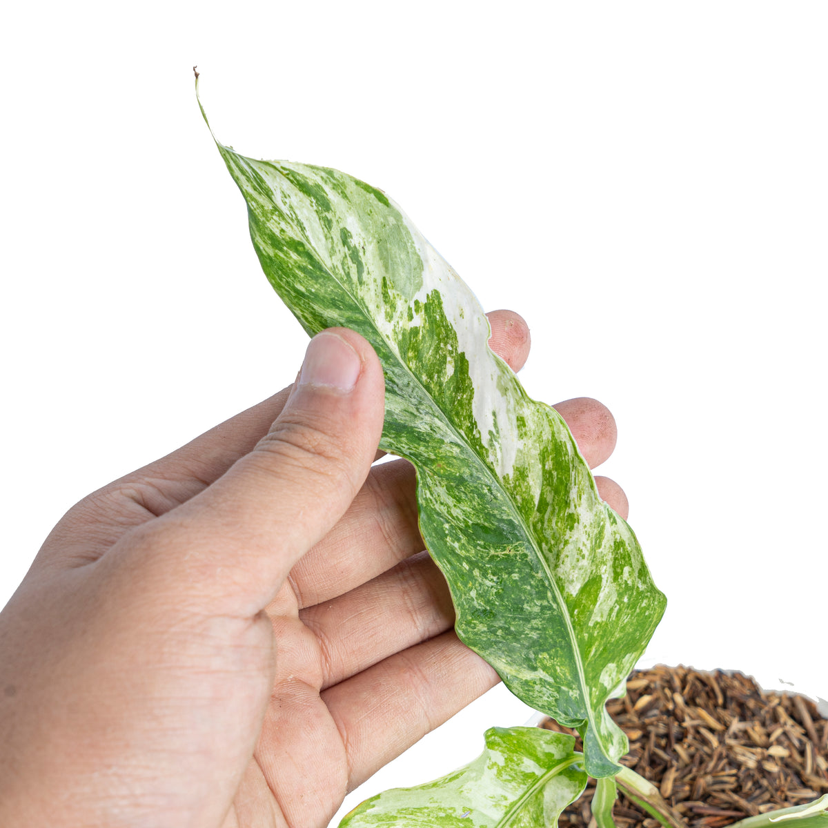 Rhaphidophora Megasperma Variegated