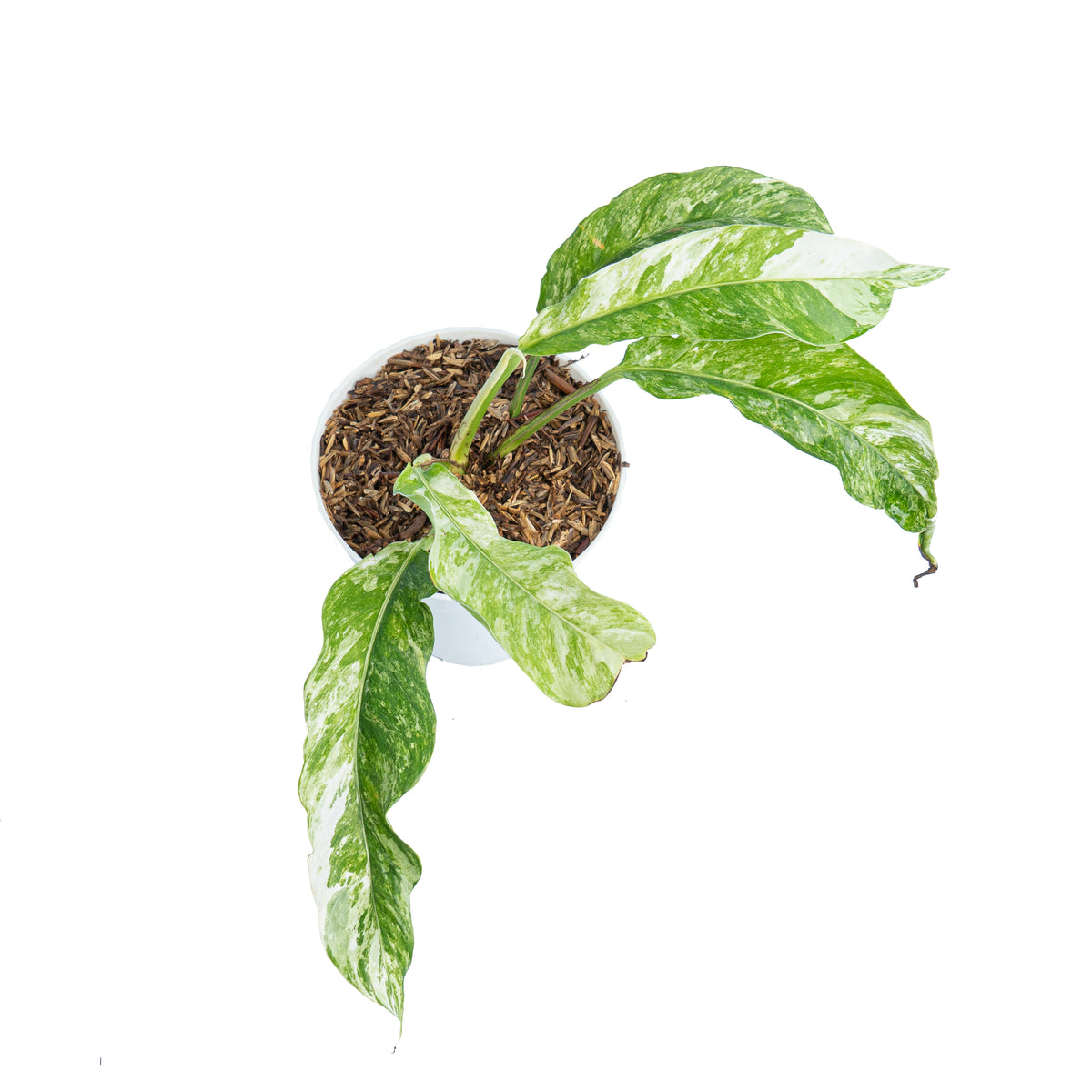 Rhaphidophora Megasperma Variegated