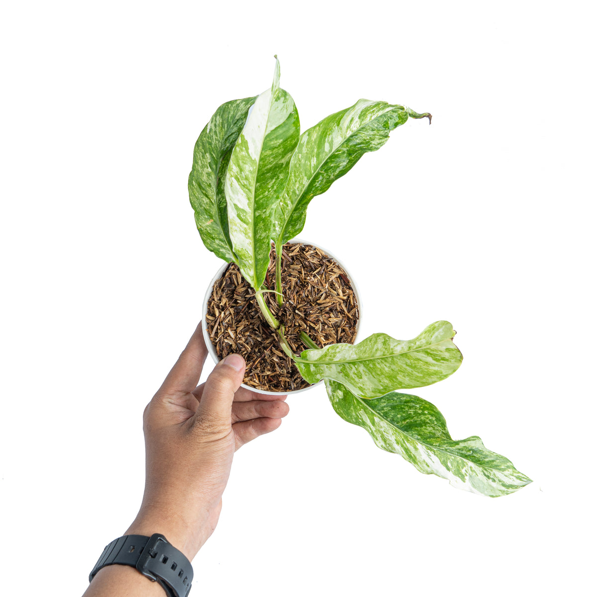 Rhaphidophora Megasperma Variegated