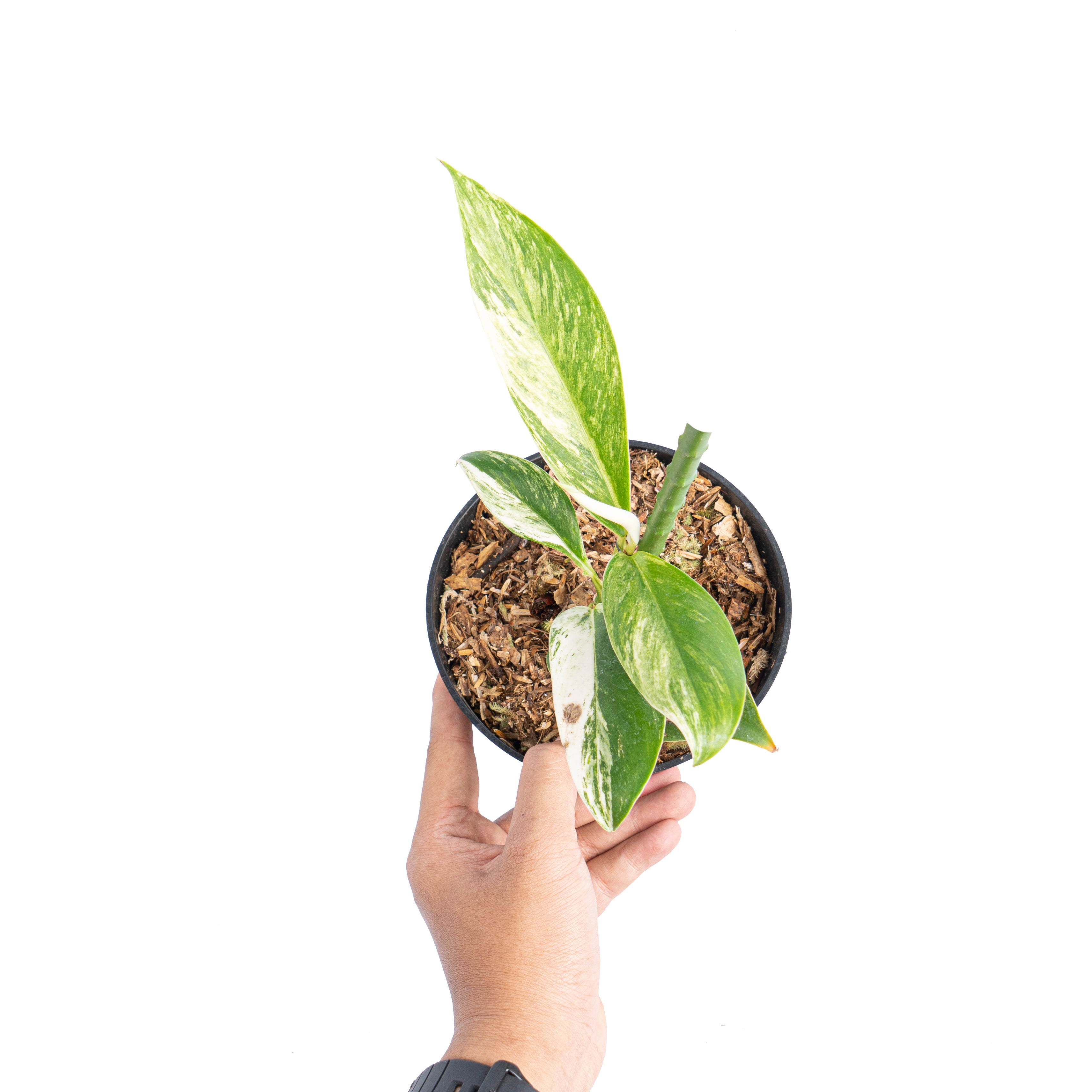 Rhaphidophora elliptifolia variegated - Aroidmarket