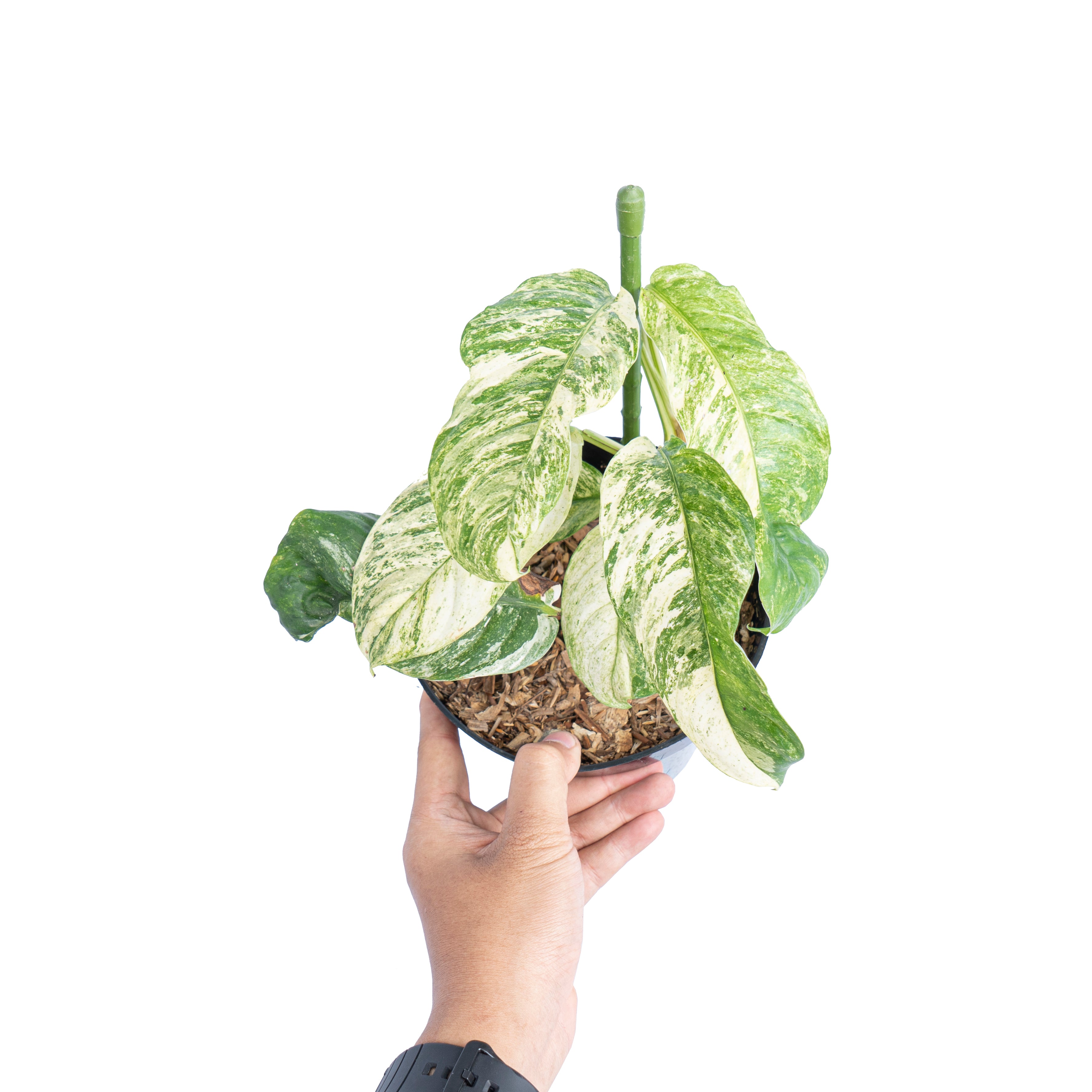 Rhaphidophora puberula variegated - Aroidmarket