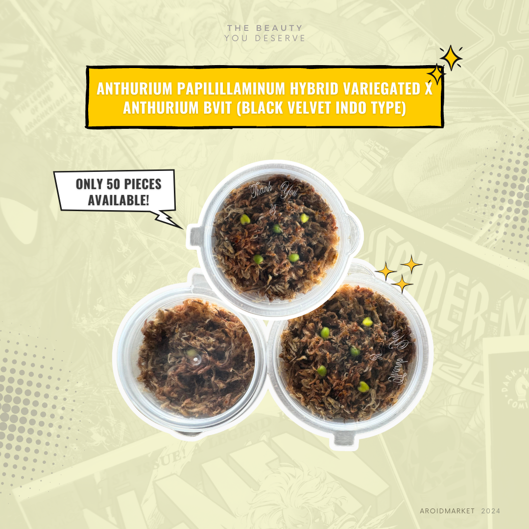 Anthurium papillilaminum hybrid variegated x Anthurium BVIT (seeds)