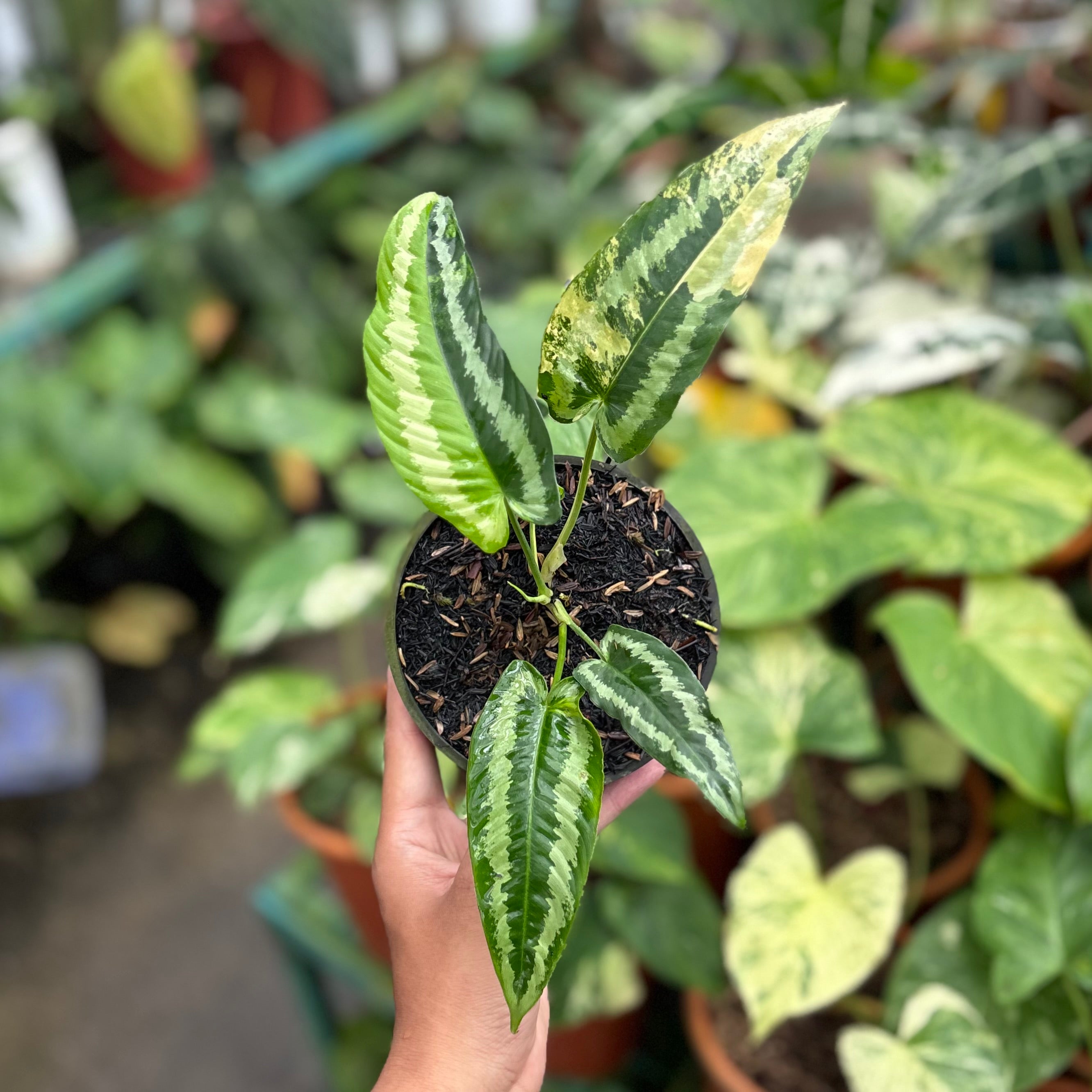 Schismatoglottis wallichii variegated