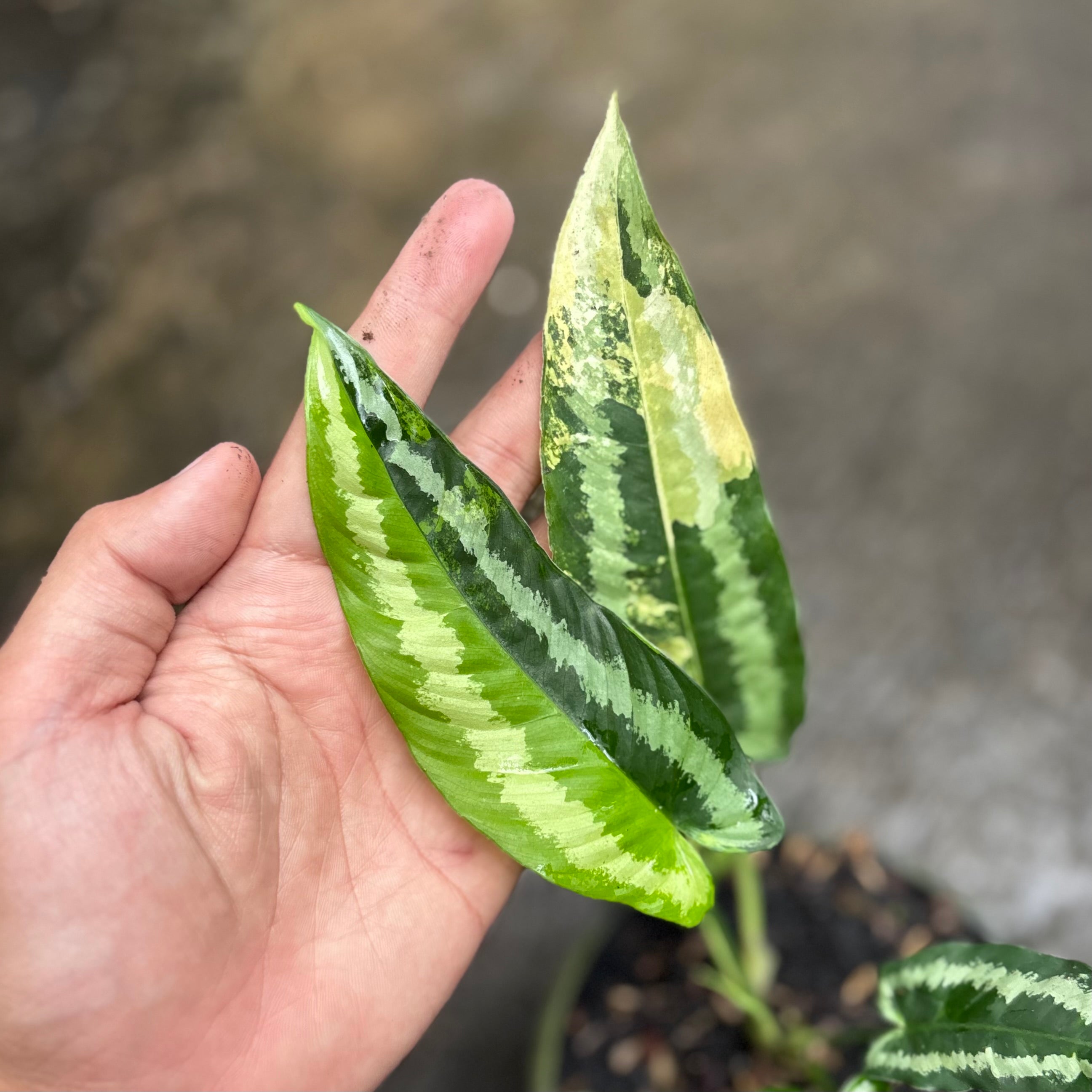 Schismatoglottis wallichii variegated