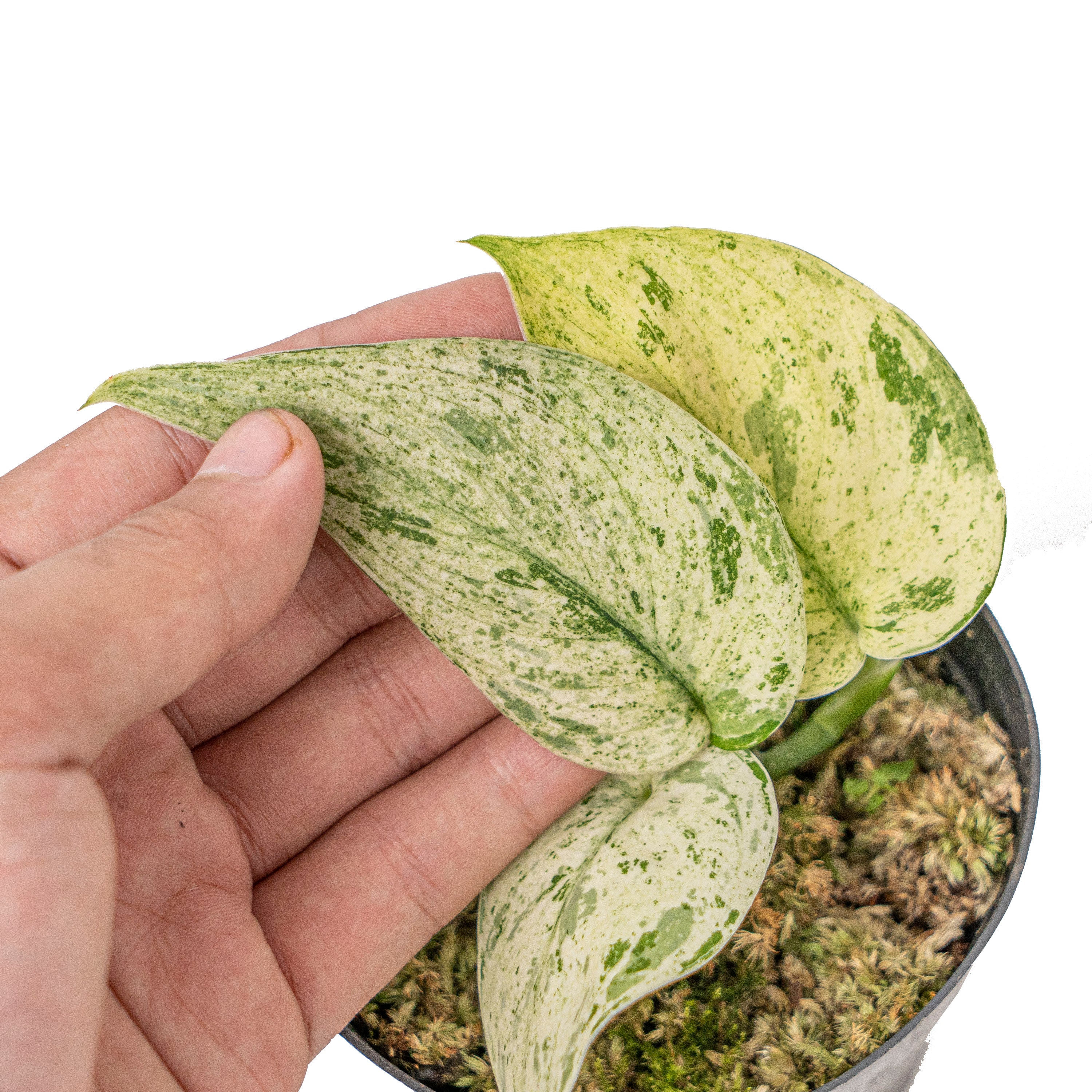 Scindapsus Jade Satin 'Marble Queen' Variegated