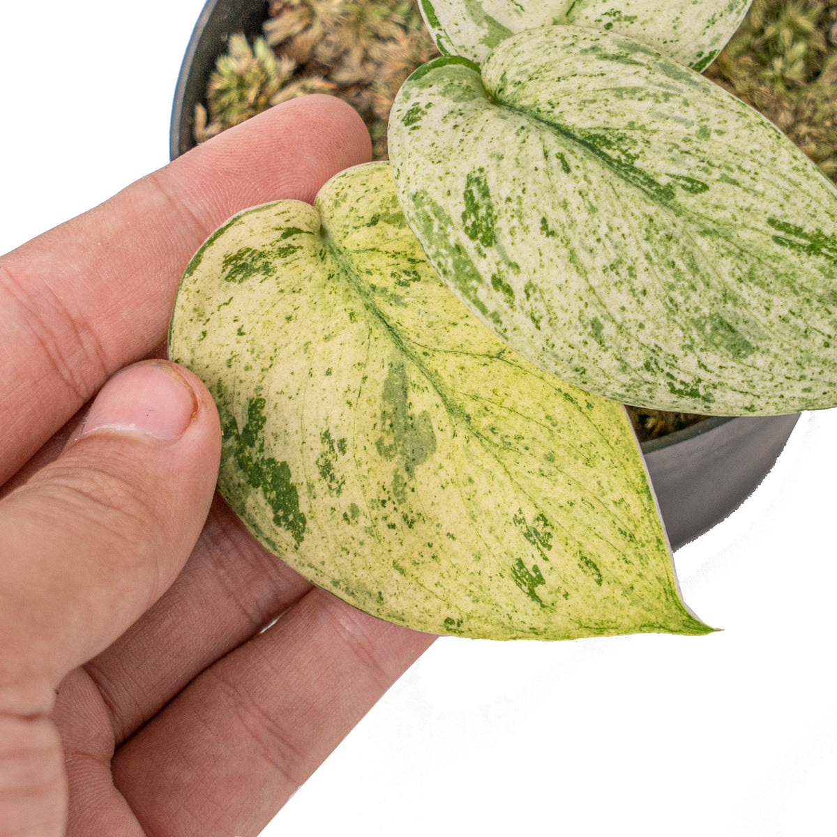 Scindapsus Jade Satin 'Marble Queen' Variegated