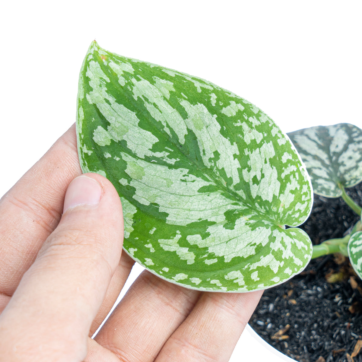 Scindapsus Three Color - Aroidmarket