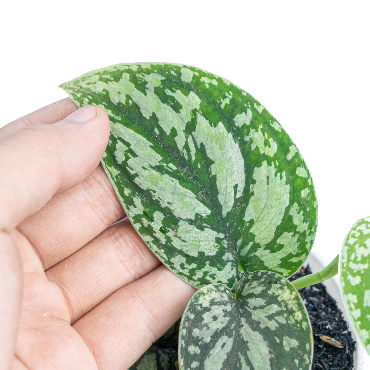 Scindapsus Three Color - Aroidmarket