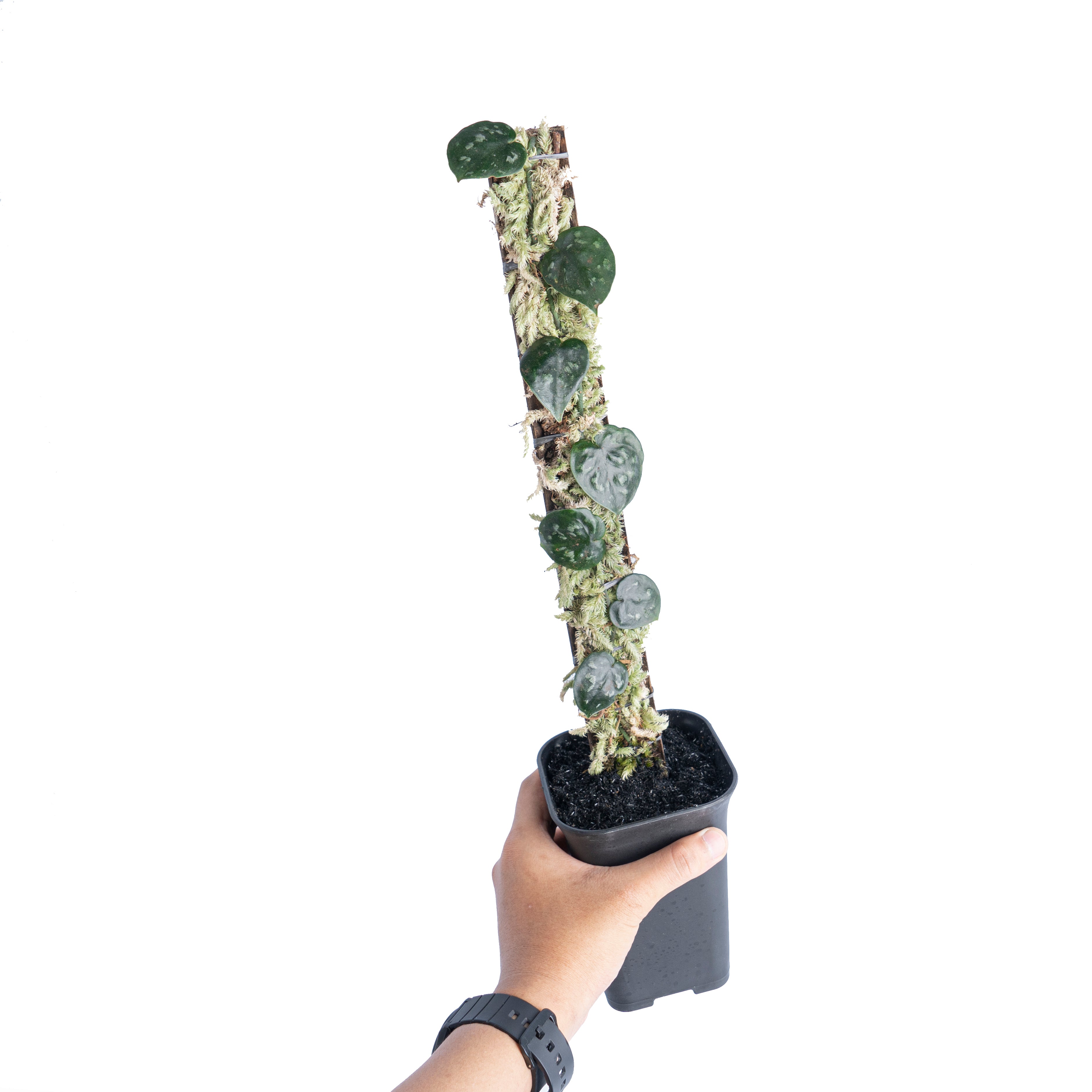 Scindapsus black mamba - Aroidmarket
