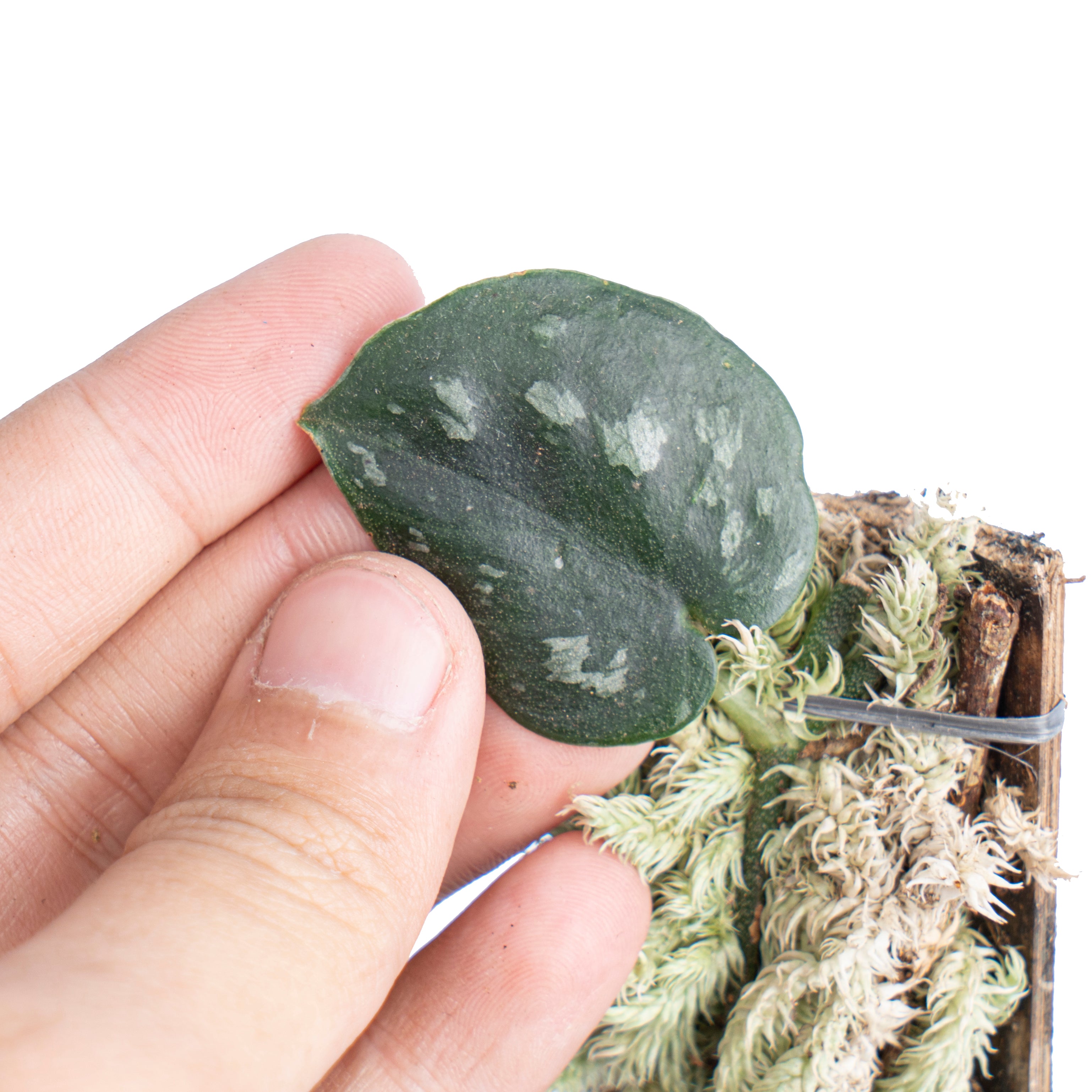 Scindapsus black mamba - Aroidmarket