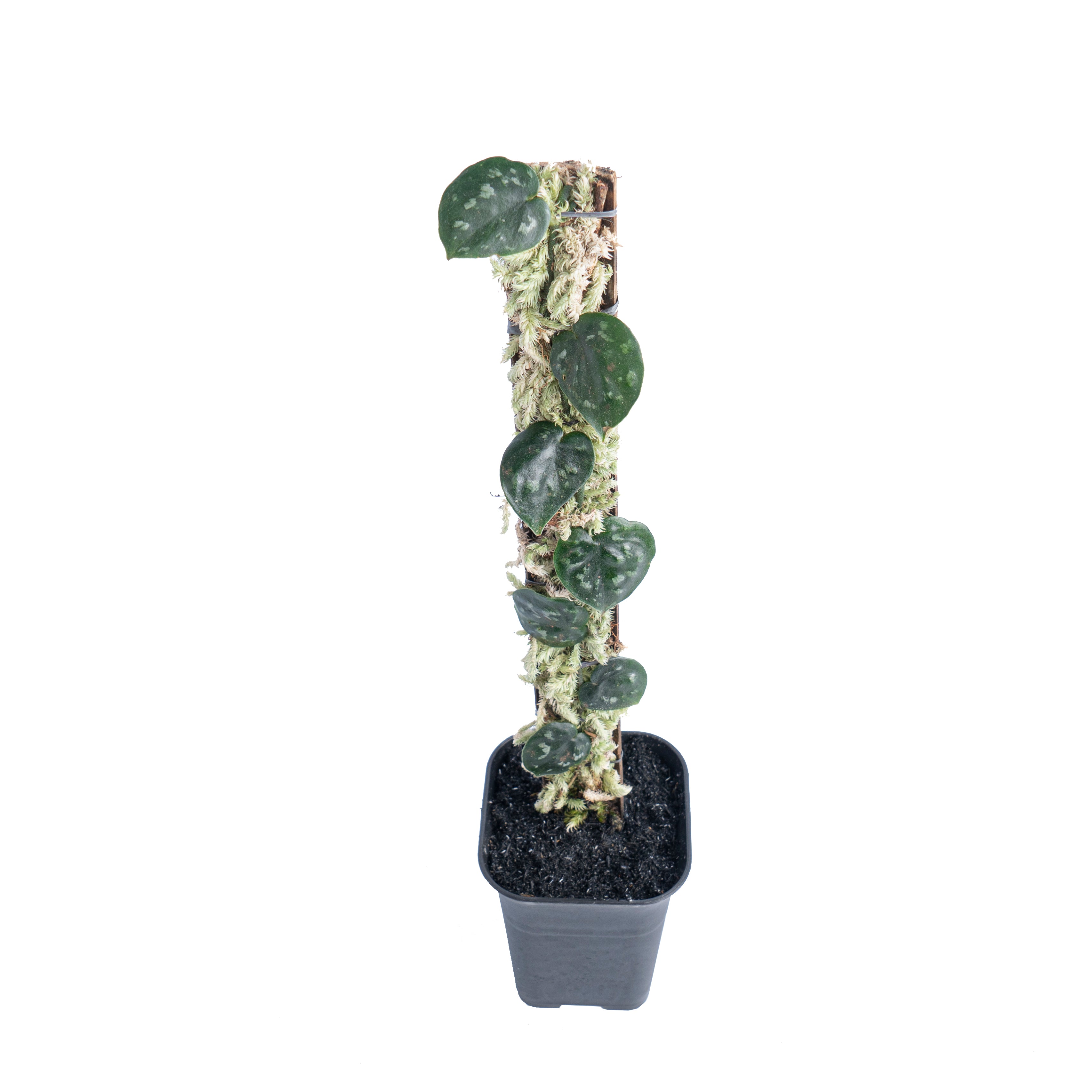 Scindapsus black mamba - Aroidmarket