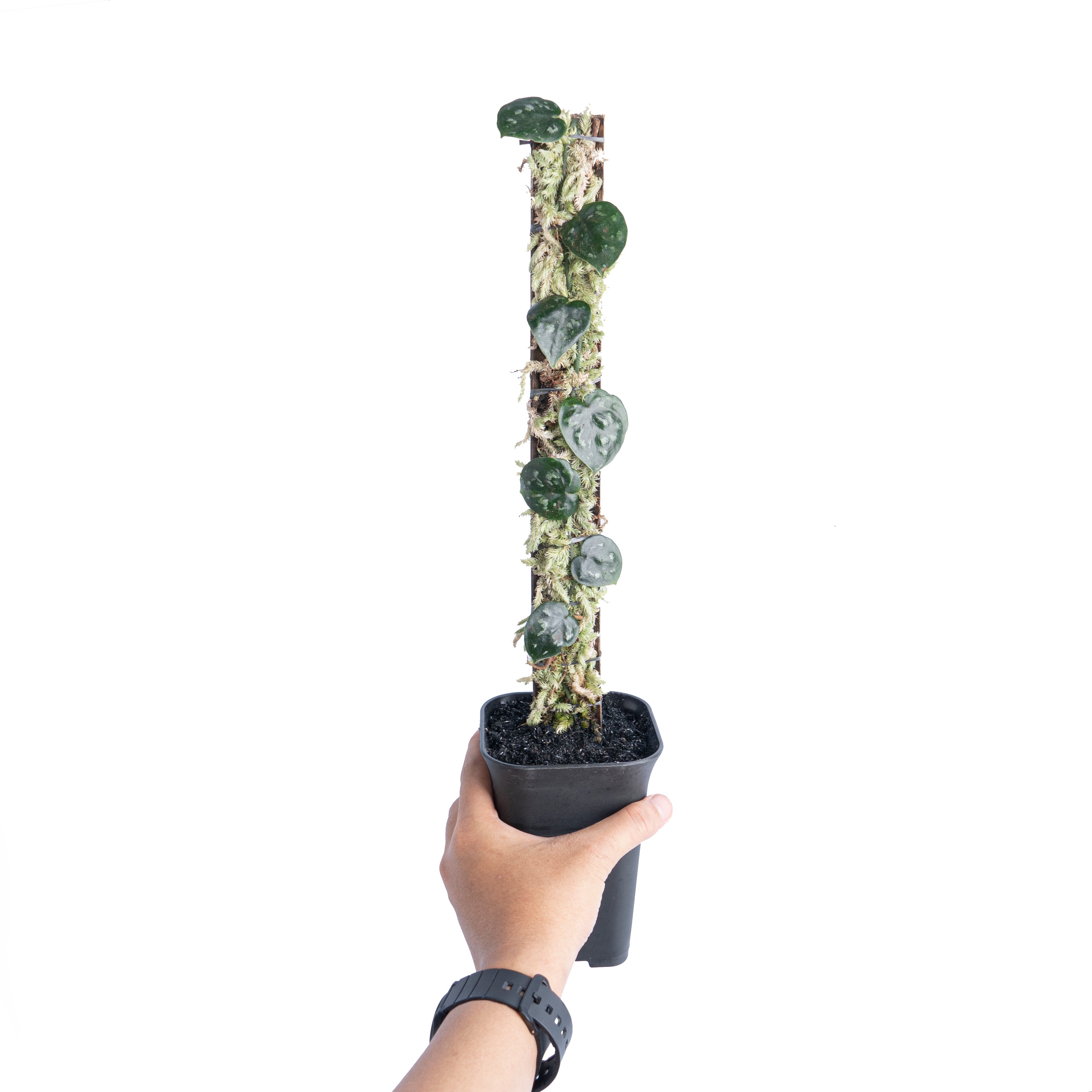 Scindapsus black mamba - Aroidmarket