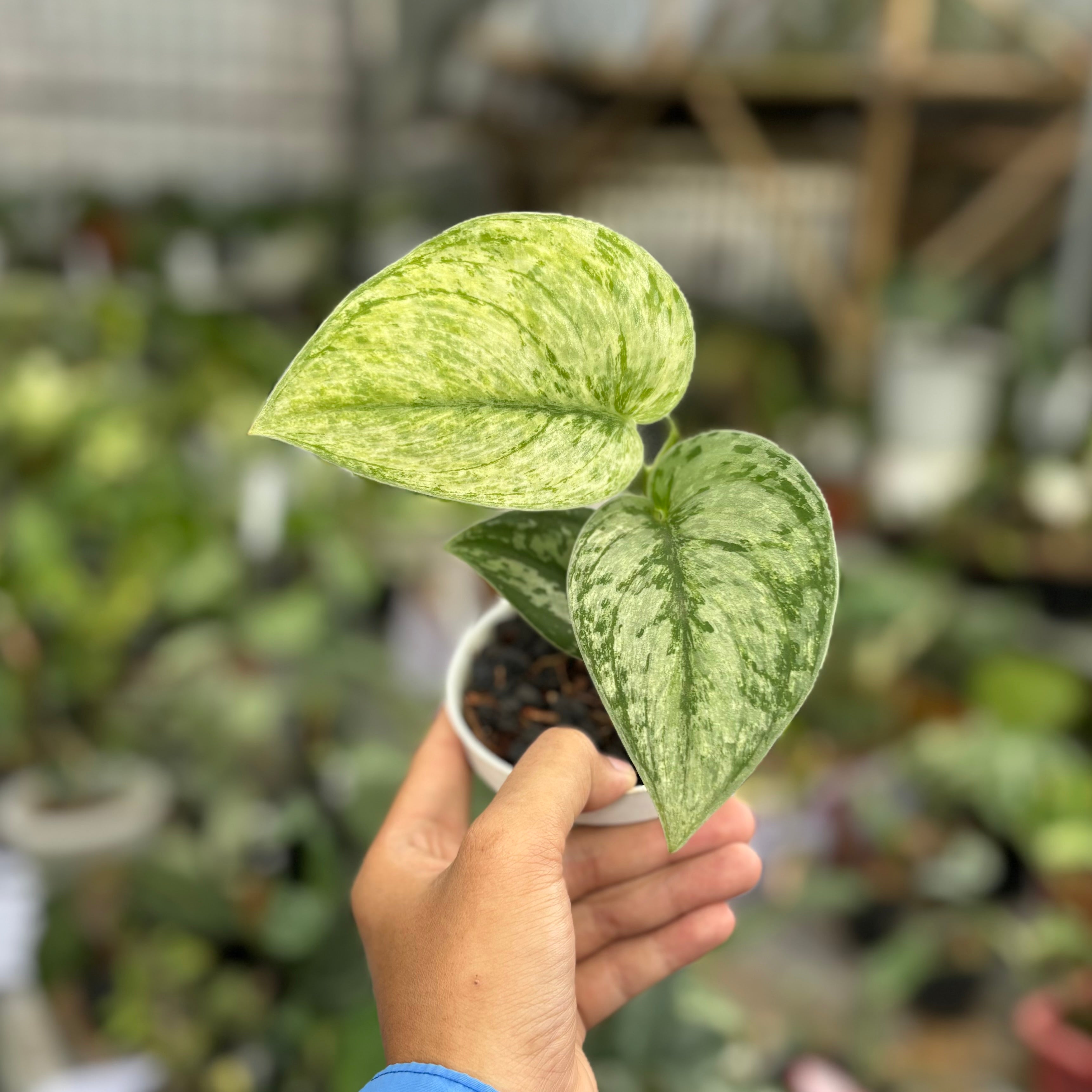 Scindapsus hologram variegated