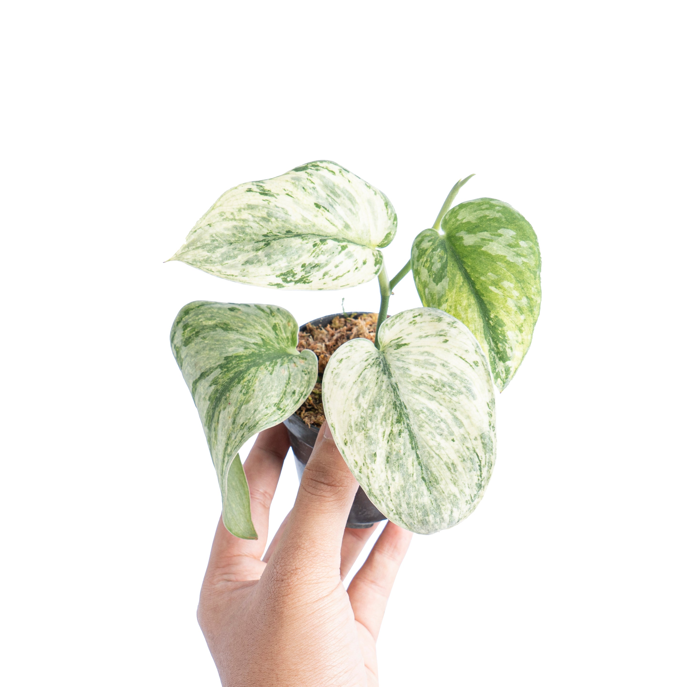 Scindapsus hologram variegated