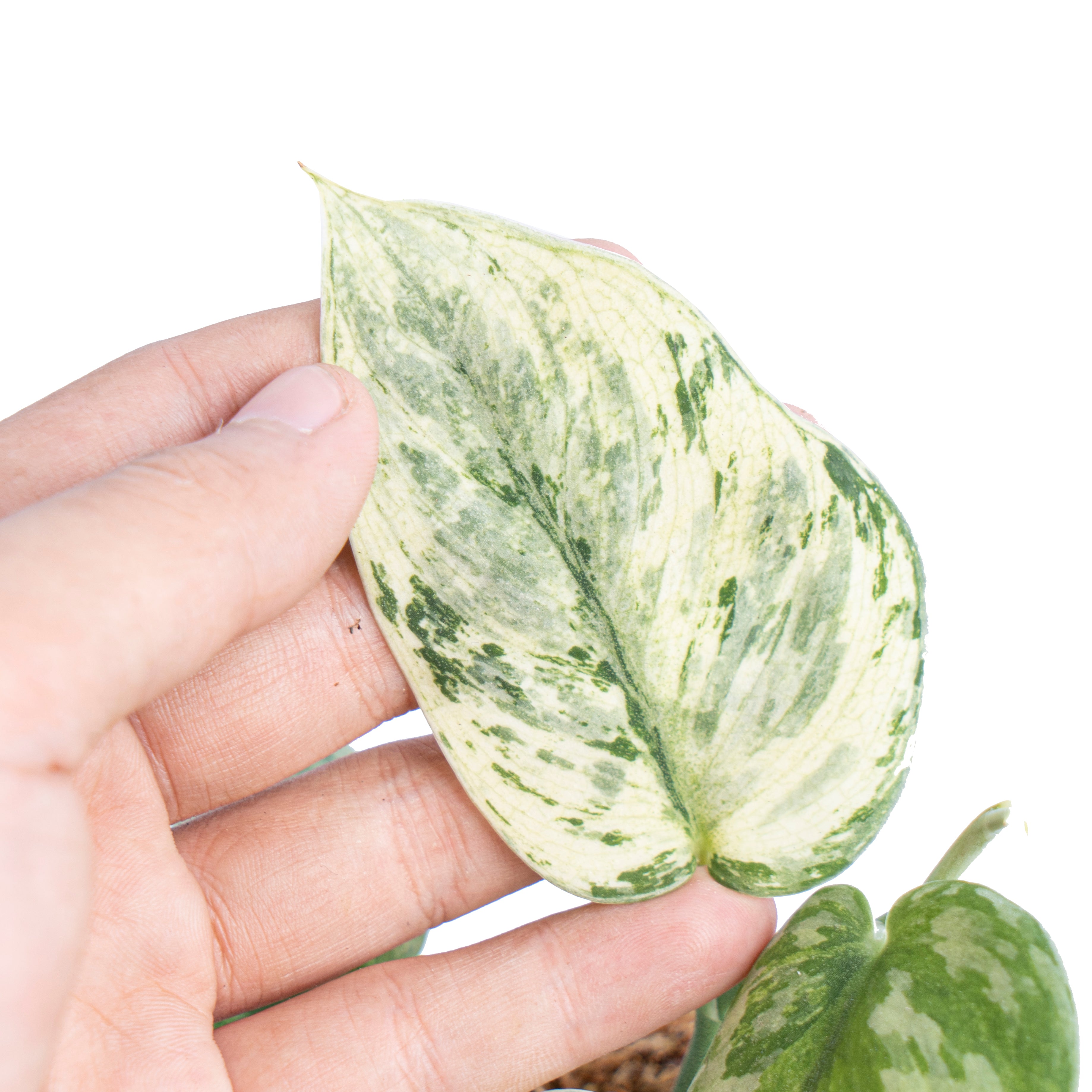 Scindapsus hologram variegated