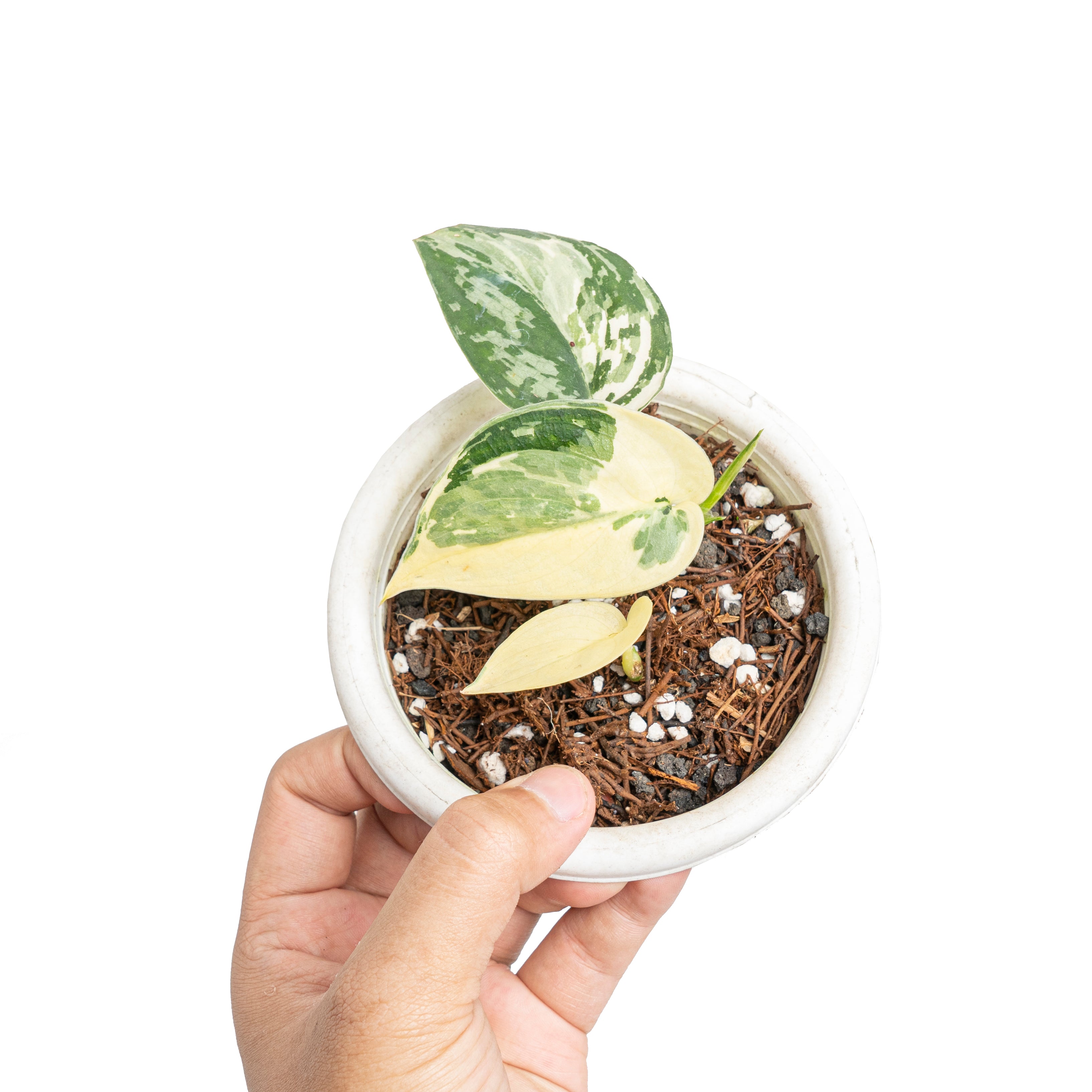 Scindapsus mayari variegated - Aroidmarket