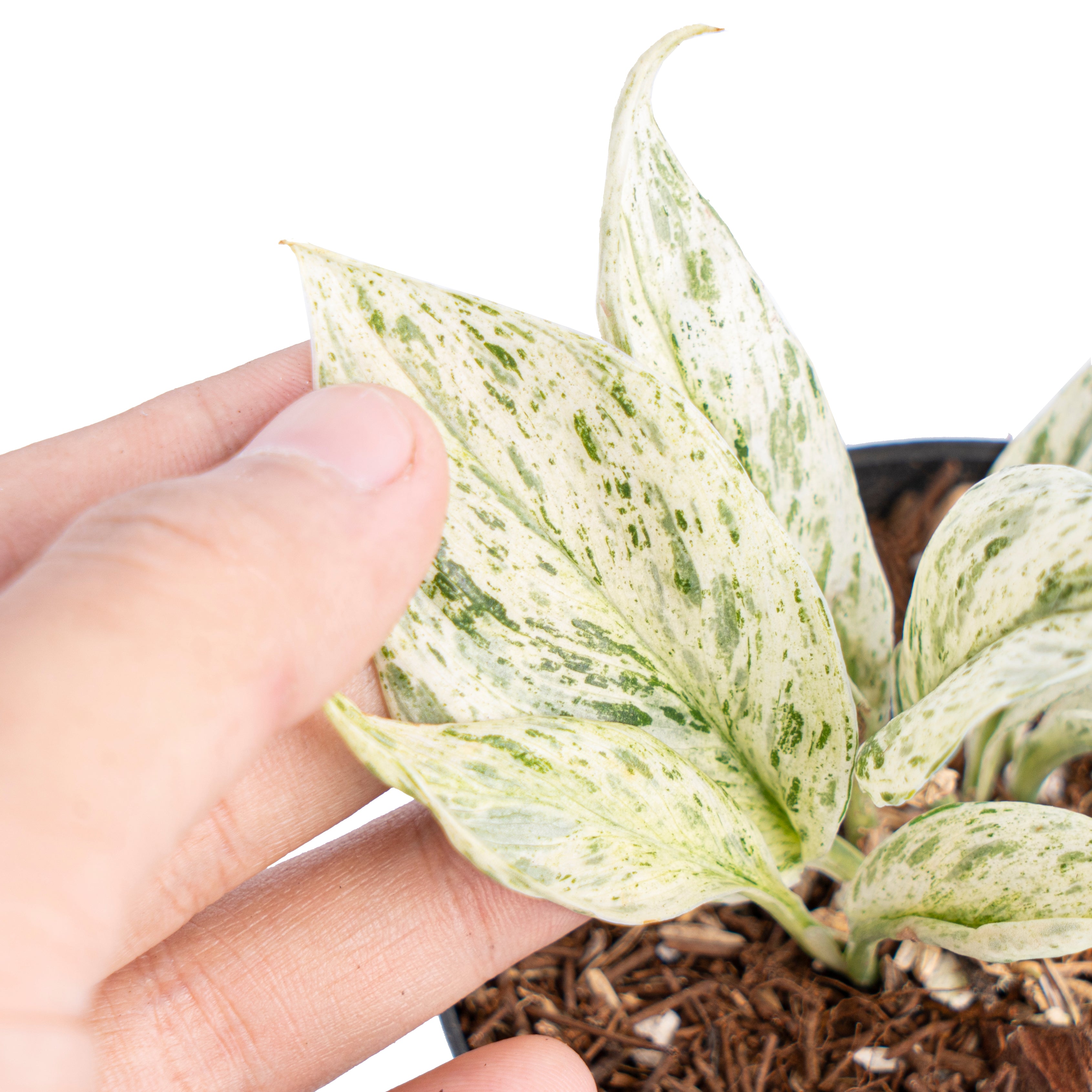 Scindapsus jade satin mutation variegated - Aroidmarket