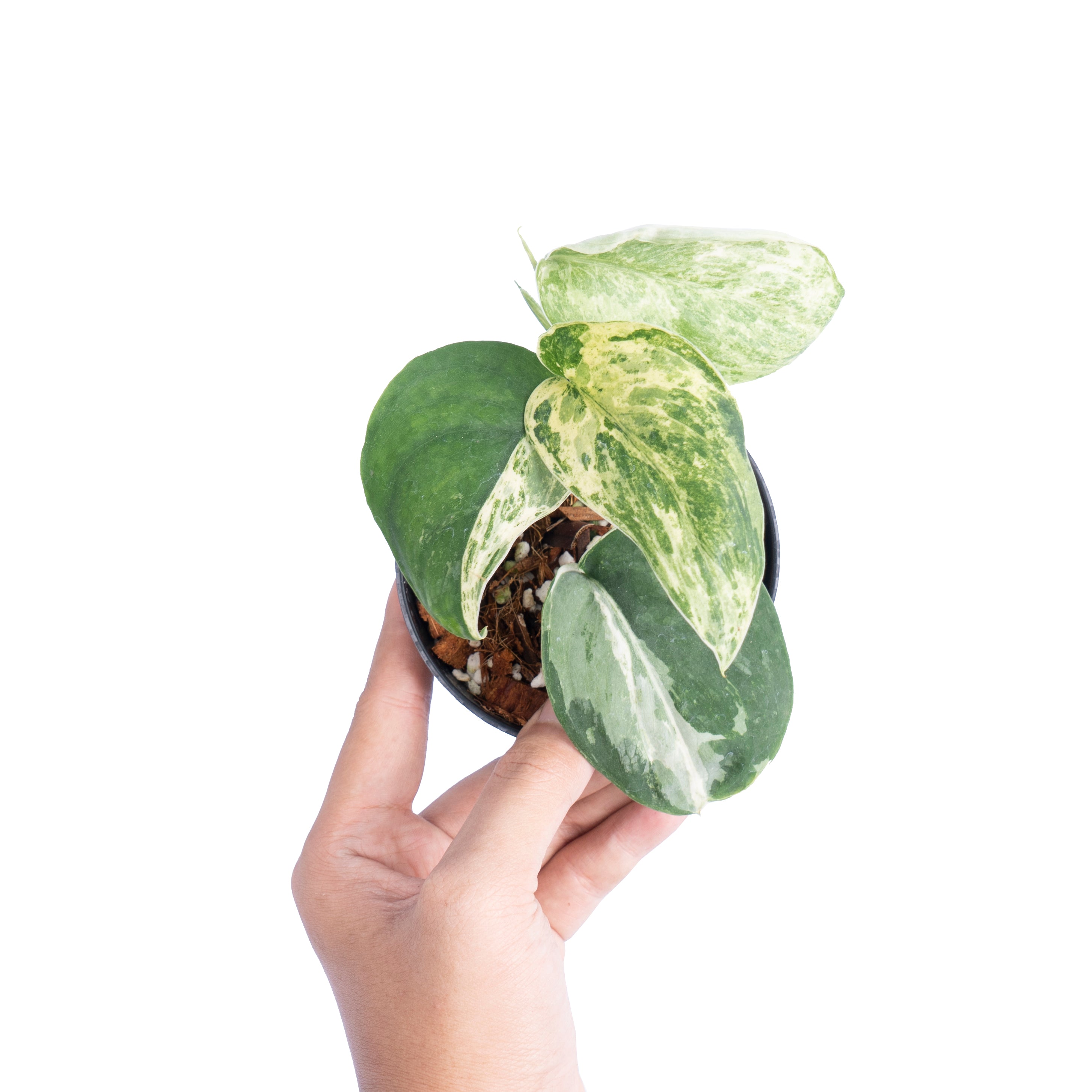 Scindapsus silver satin variegated- Aroidmarket