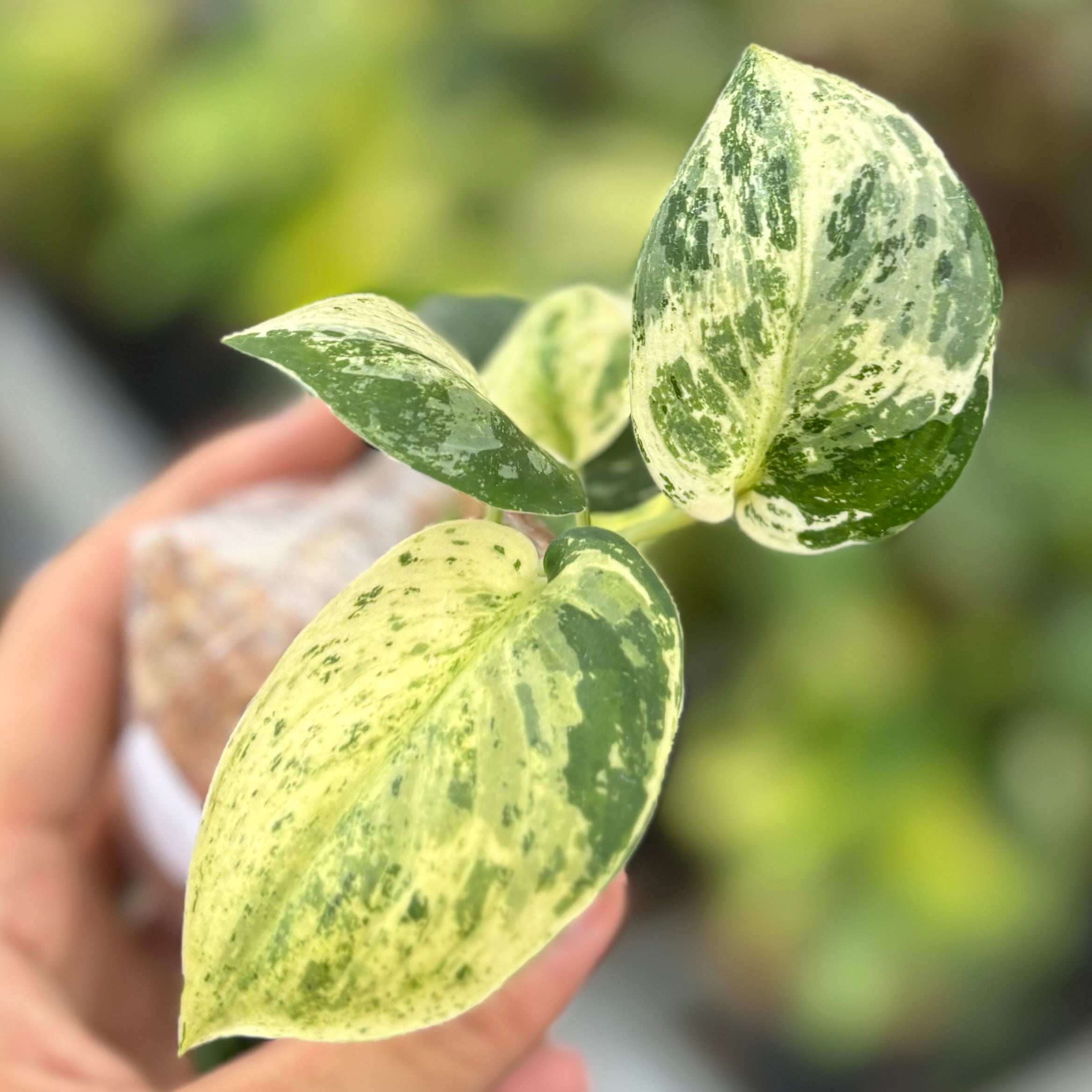 Scindapsus silver satin variegated