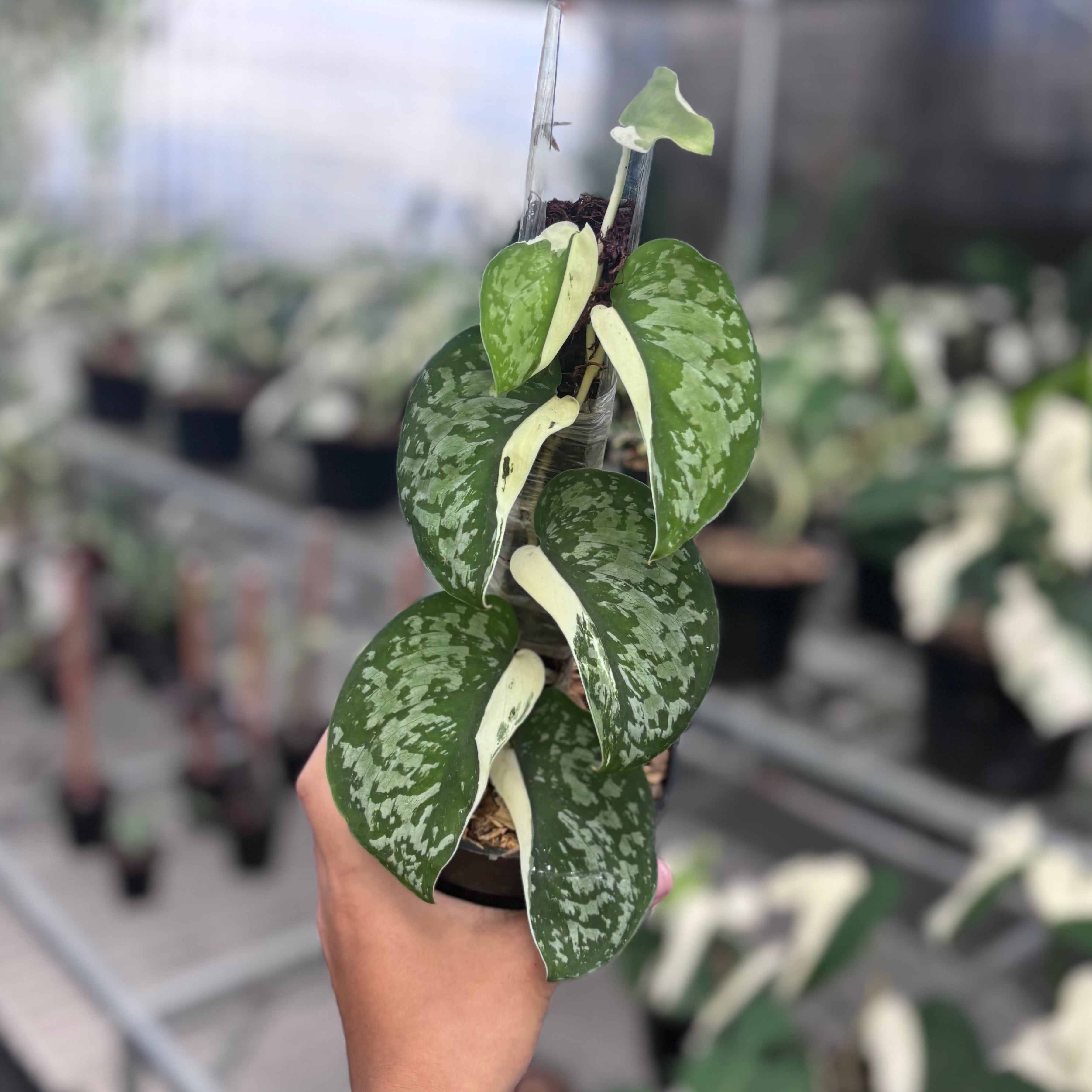 Scindapsus simbara