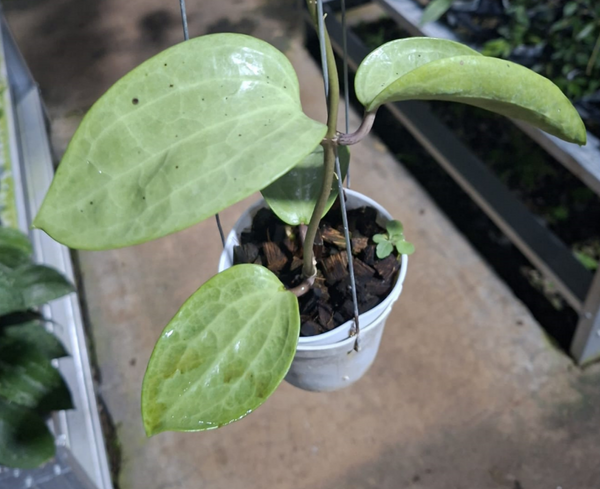 Hoya latifolia silver
