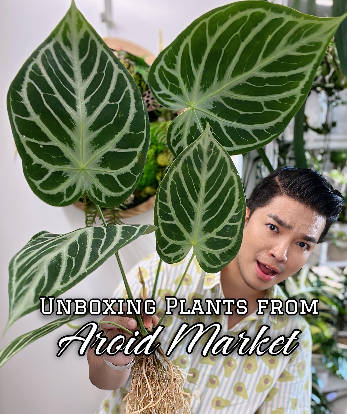 Anthurium AOS dark form x RVDP Anthurium AOS dark form x RVDP