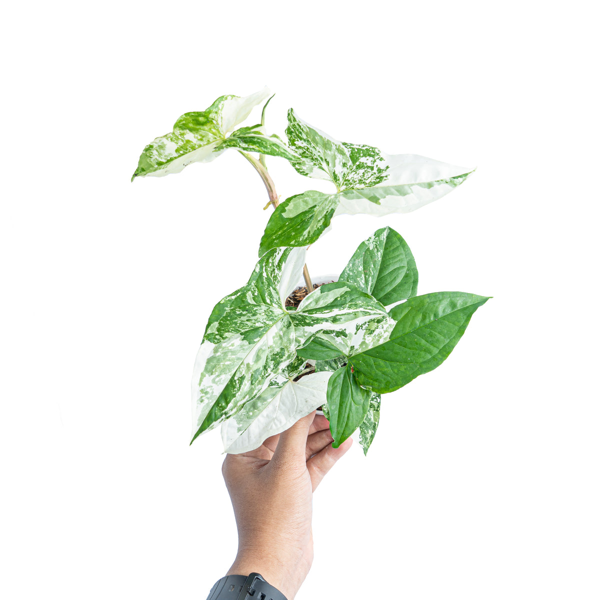 Syngonium Albo Variegated