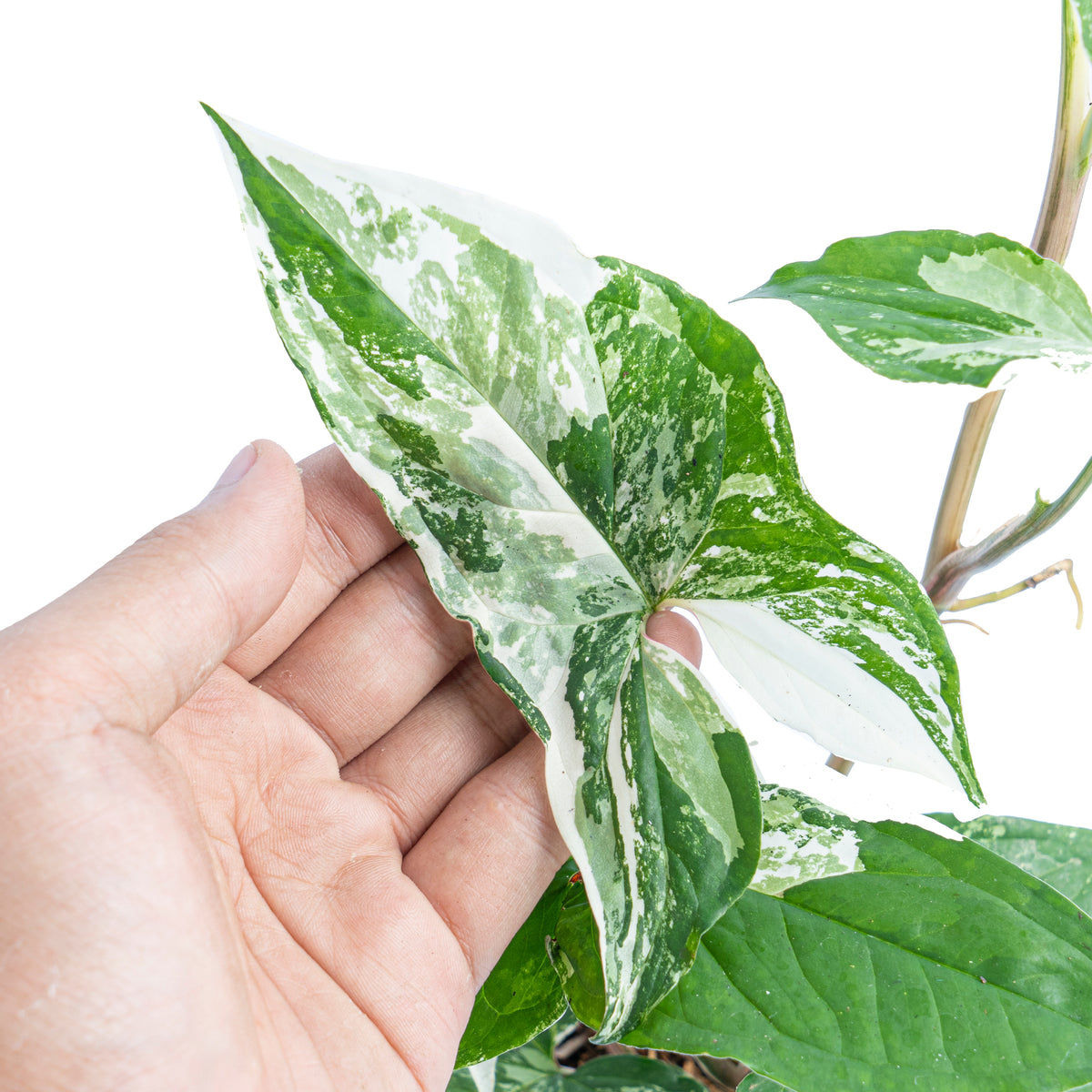 Syngonium Albo Variegated