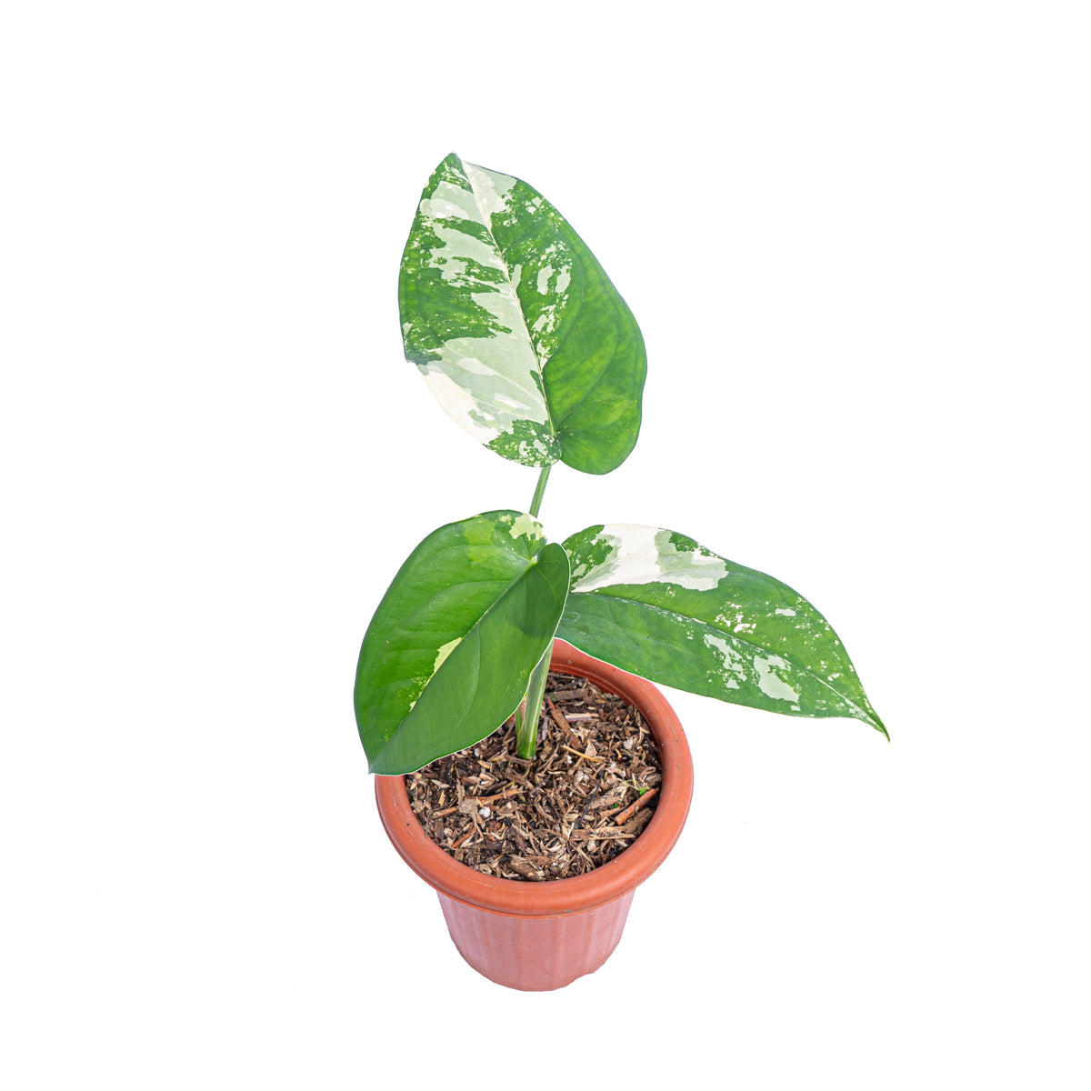 Syngonium Chiapense Variegated  - Aroidmarket