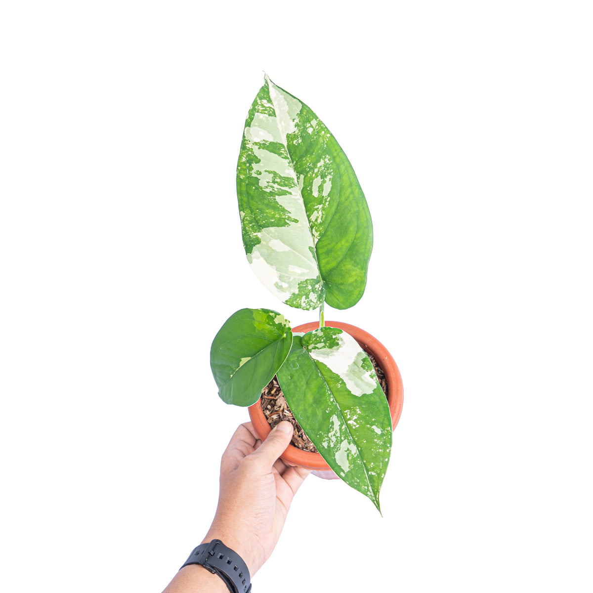 Syngonium Chiapense Variegated  - Aroidmarket