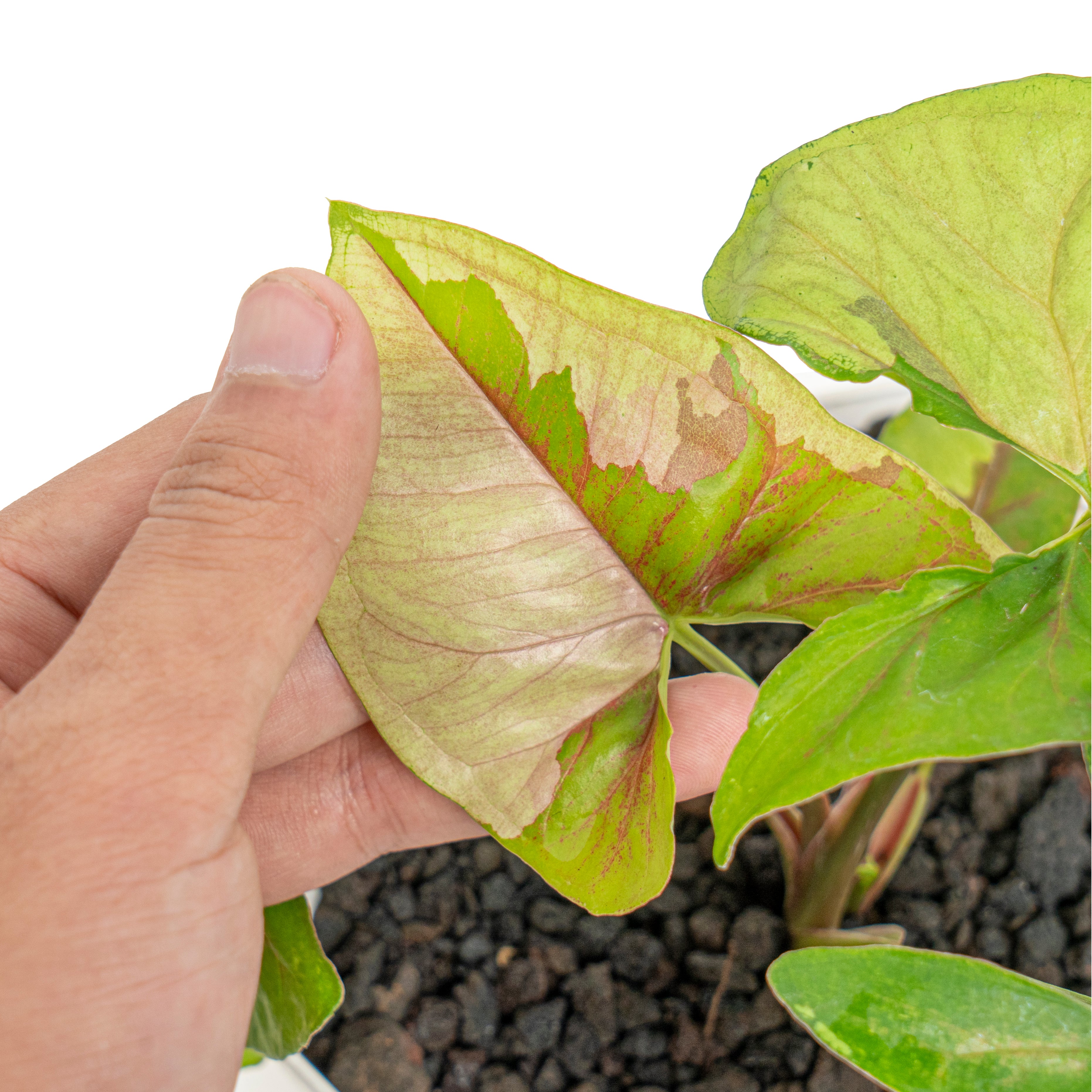 Syngonium morubay