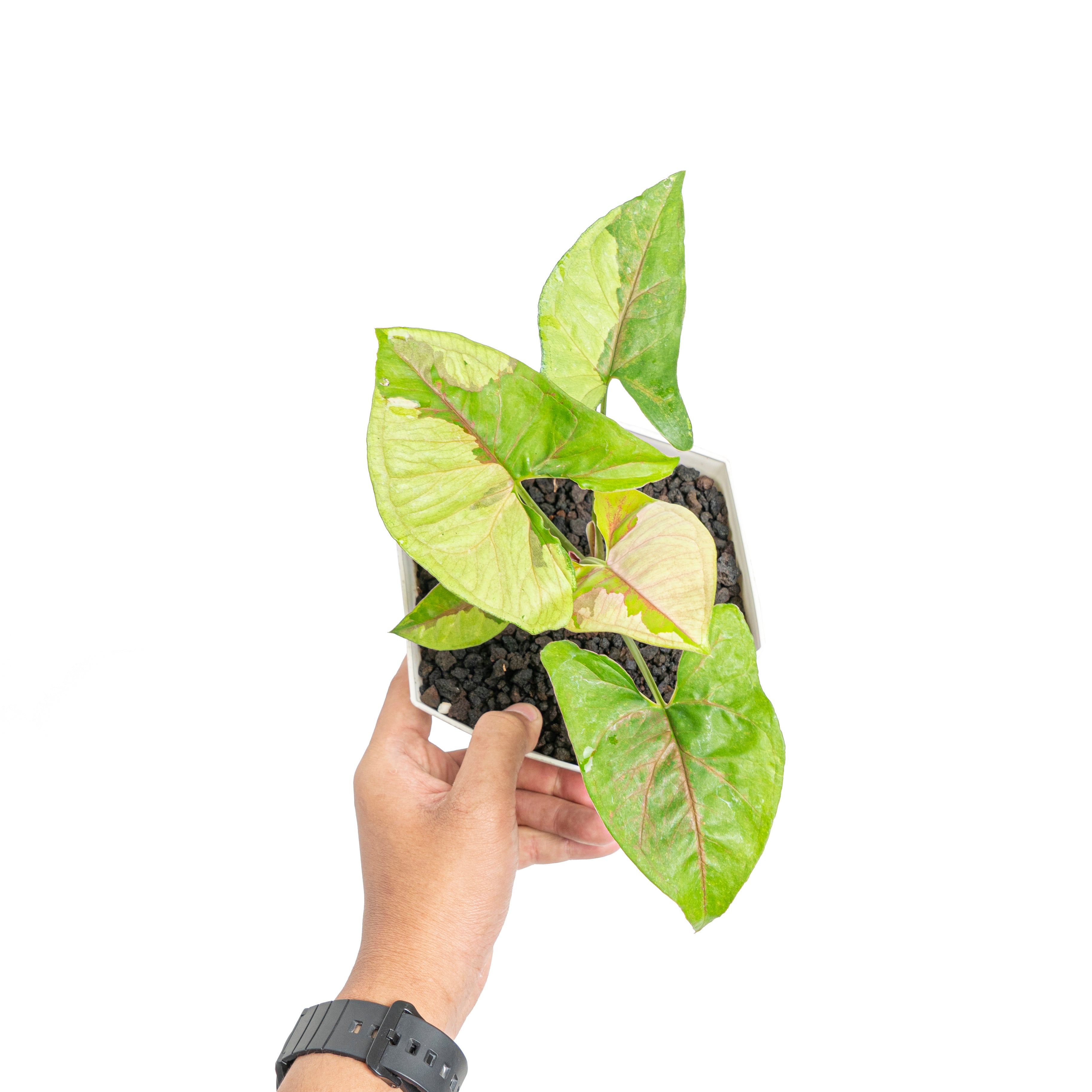 Syngonium morubay