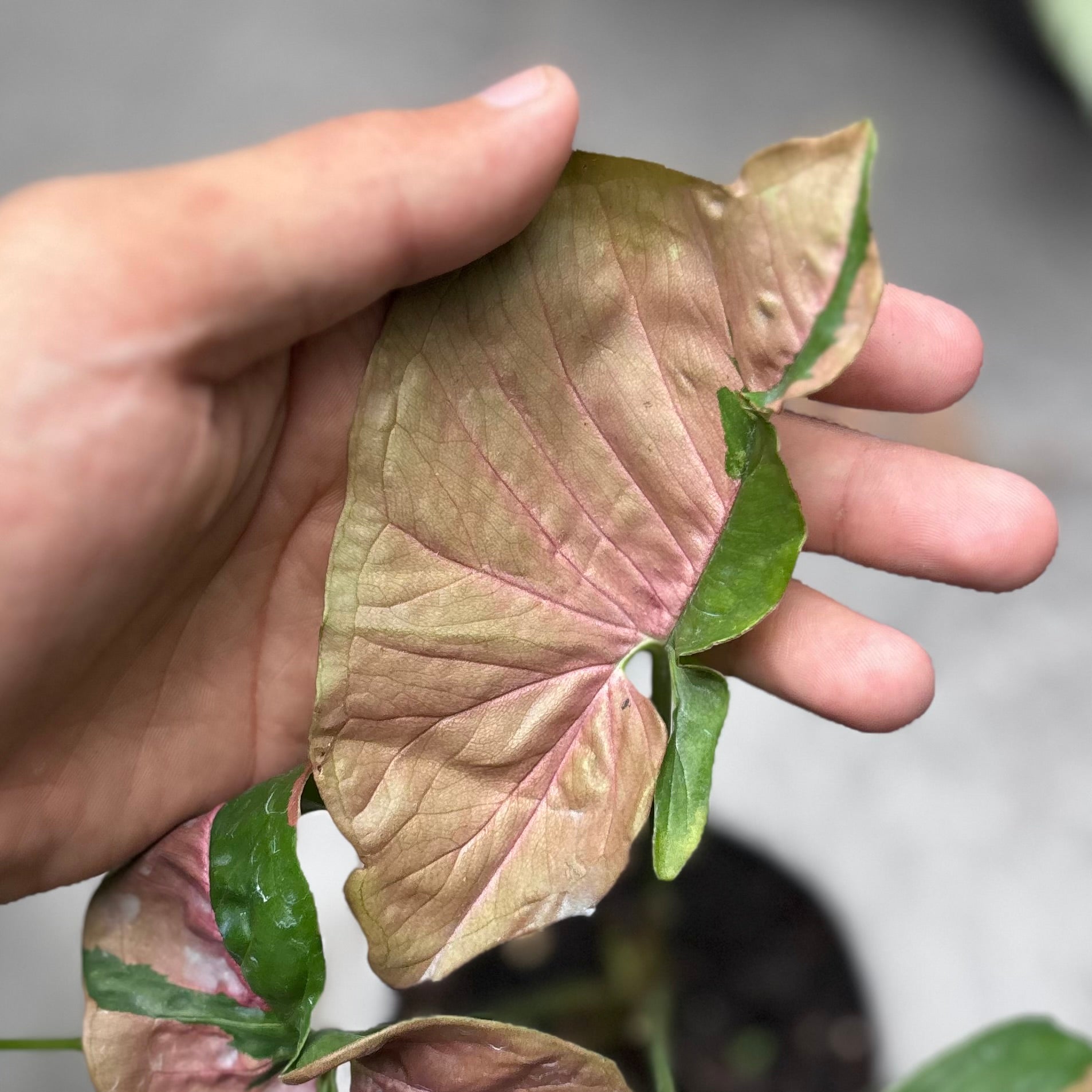 Syngonium pink lava