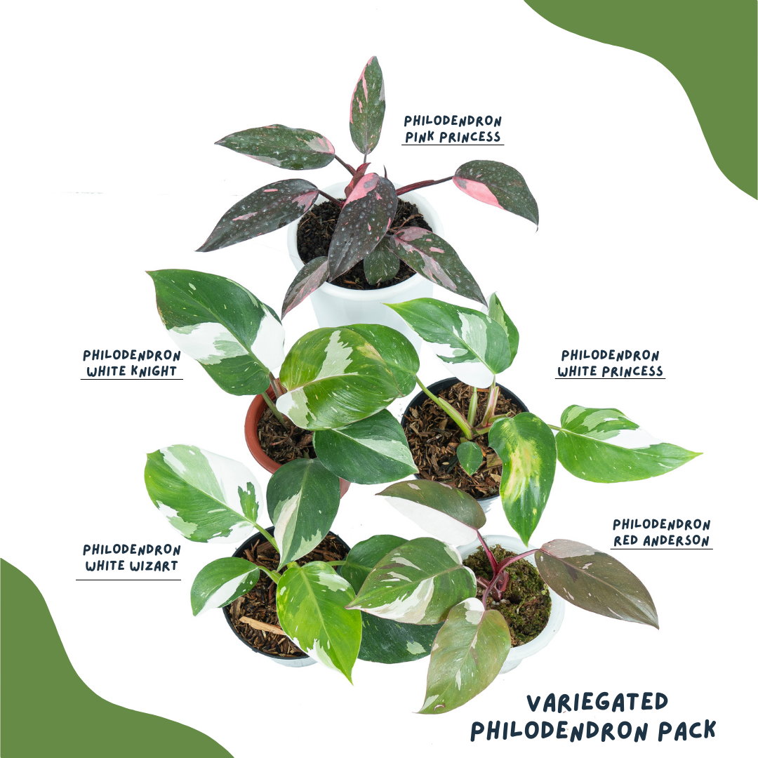 Variegated philodendron pack
