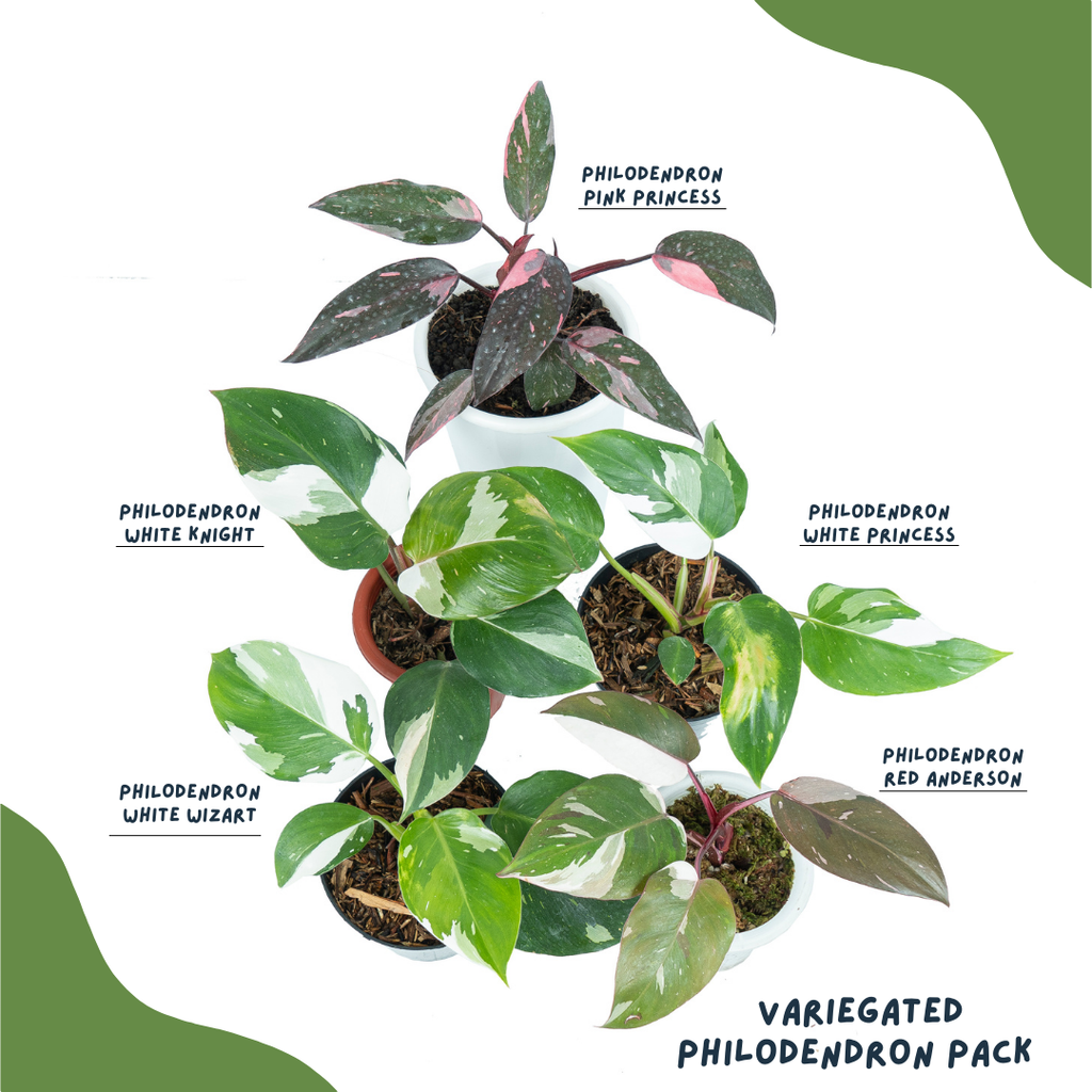 Variegated philodendron pack