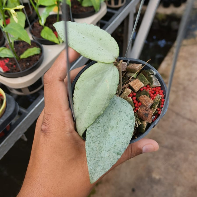 Hoya caudata argene