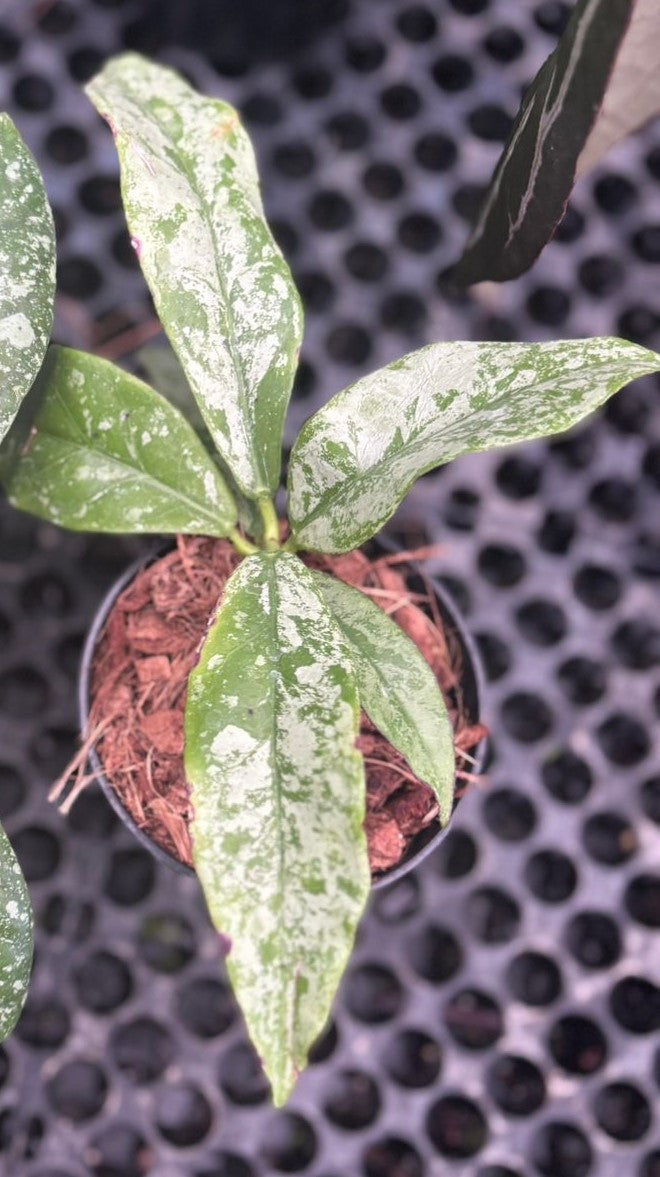 Hoya buntokensis silver - Exactly plant