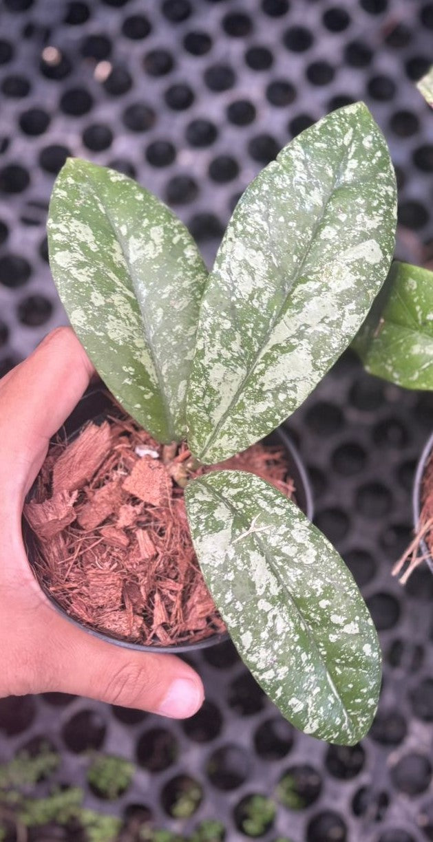 Hoya forbesii high splash - Exactly plant