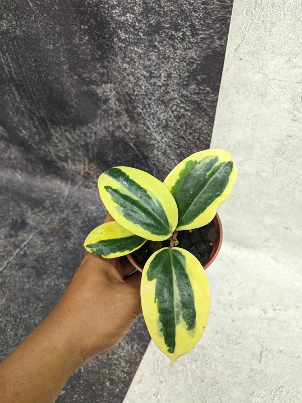 Hoya latifolia roundleaf albomarginata