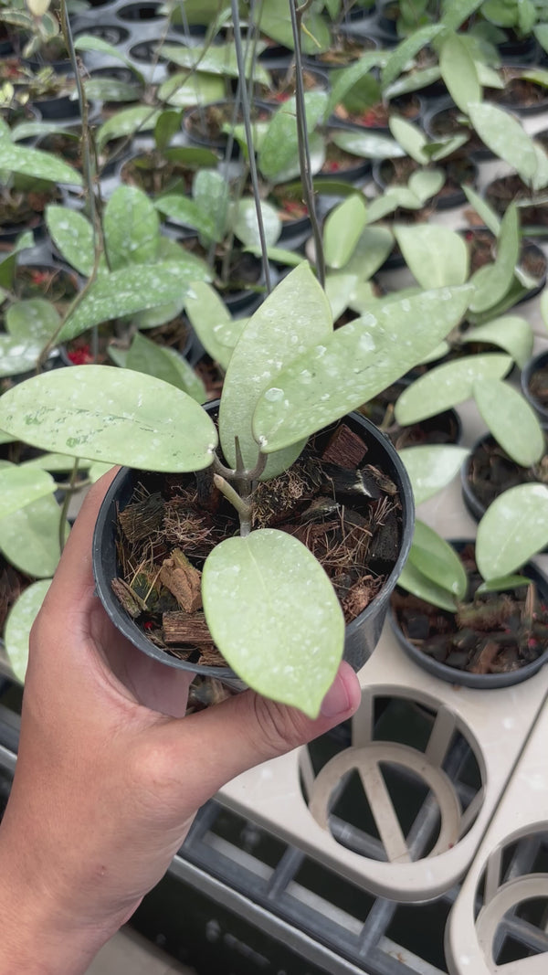 Hoya silver dollar