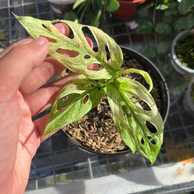 Monstera adansonii mint variegated