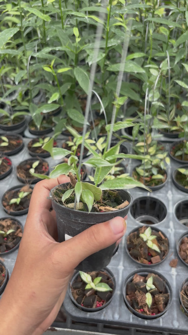 Hoya polynera albomarginata